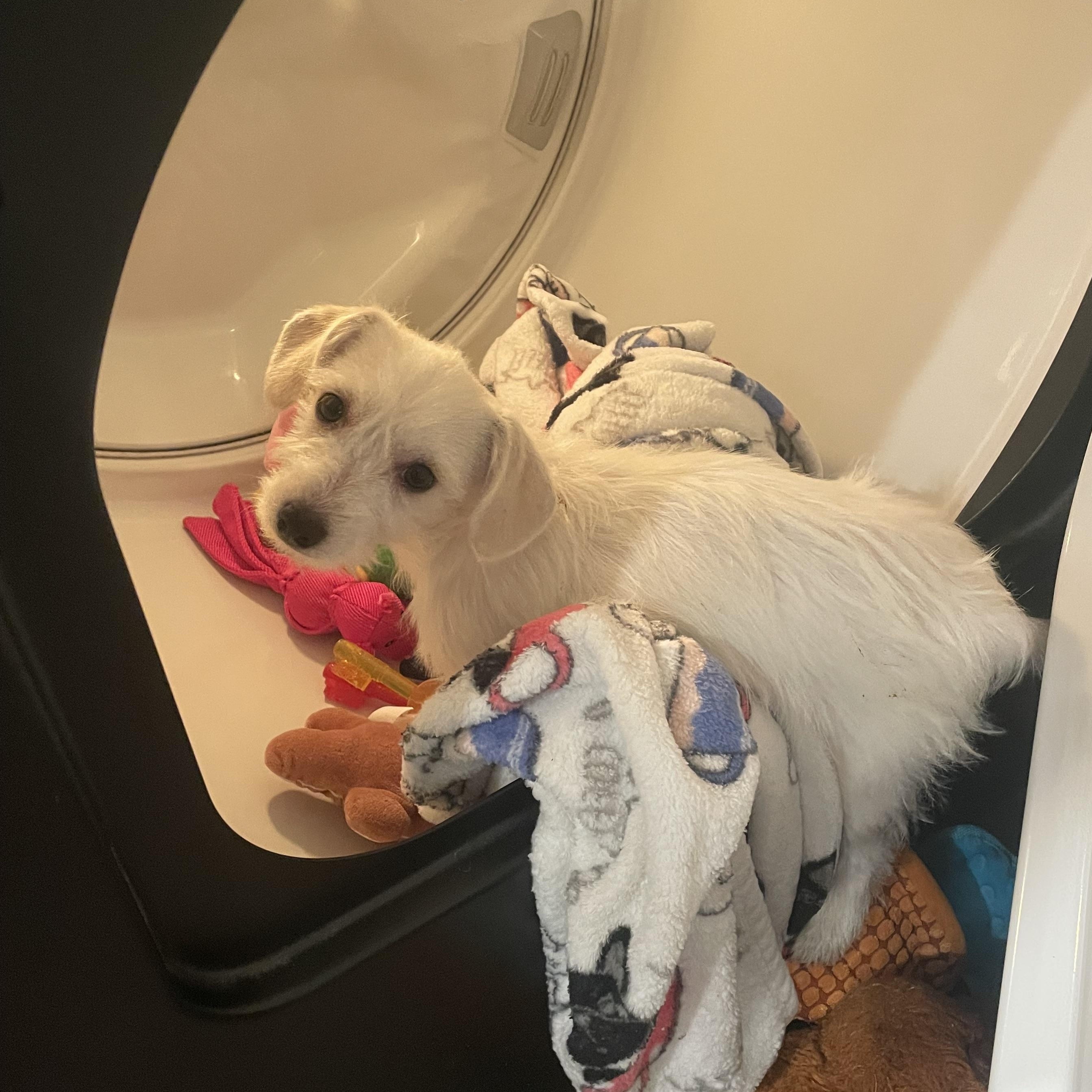 Enlarge Evie , an adopted mixed breed in Inez, TX image 2/6