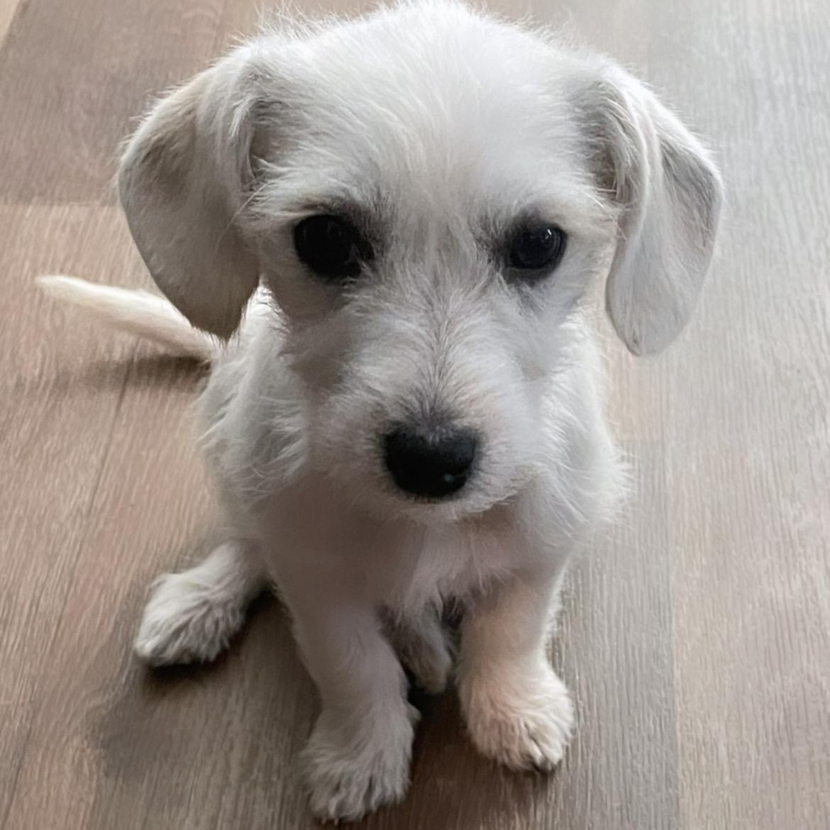 Enlarge Evie , an adopted mixed breed in Inez, TX image 3/6