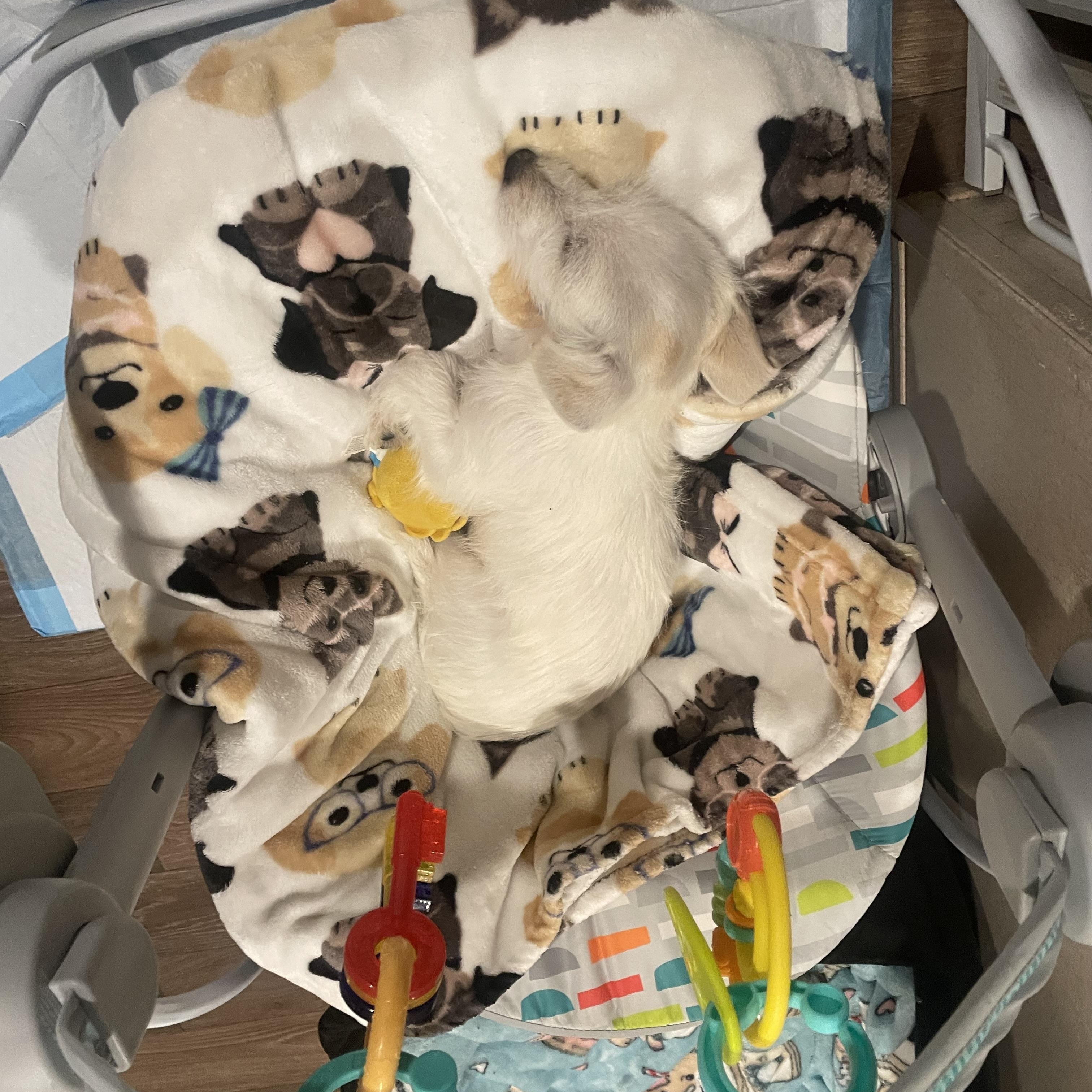 Enlarge Evie , an adopted mixed breed in Inez, TX image 5/6