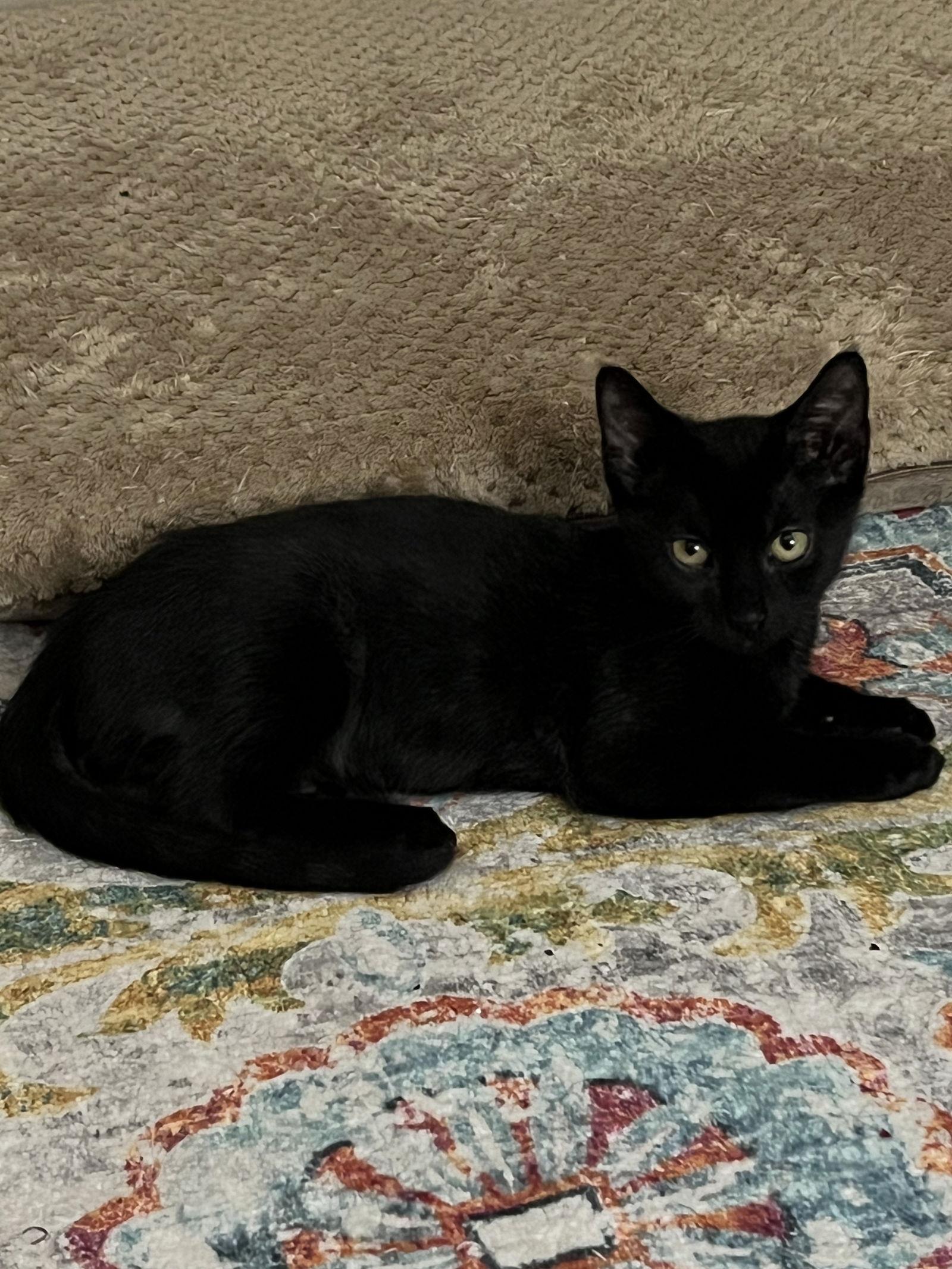 Enlarge Bean, a Adoptable Domestic Short Hair in Rowlett, TX image 1/2