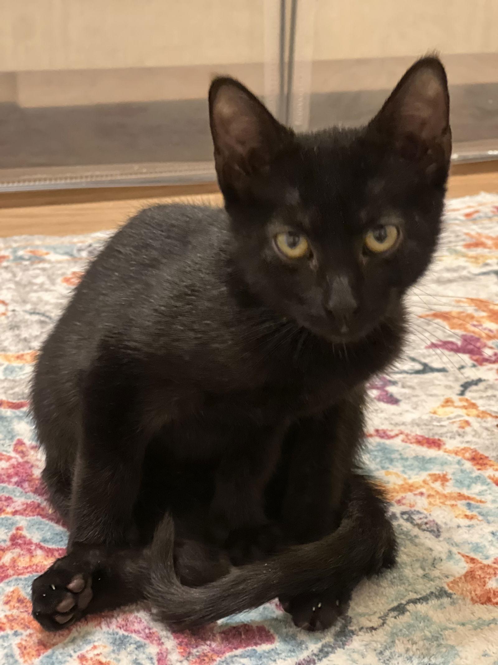 Enlarge Bean, a Adoptable Domestic Short Hair in Rowlett, TX image 2/2