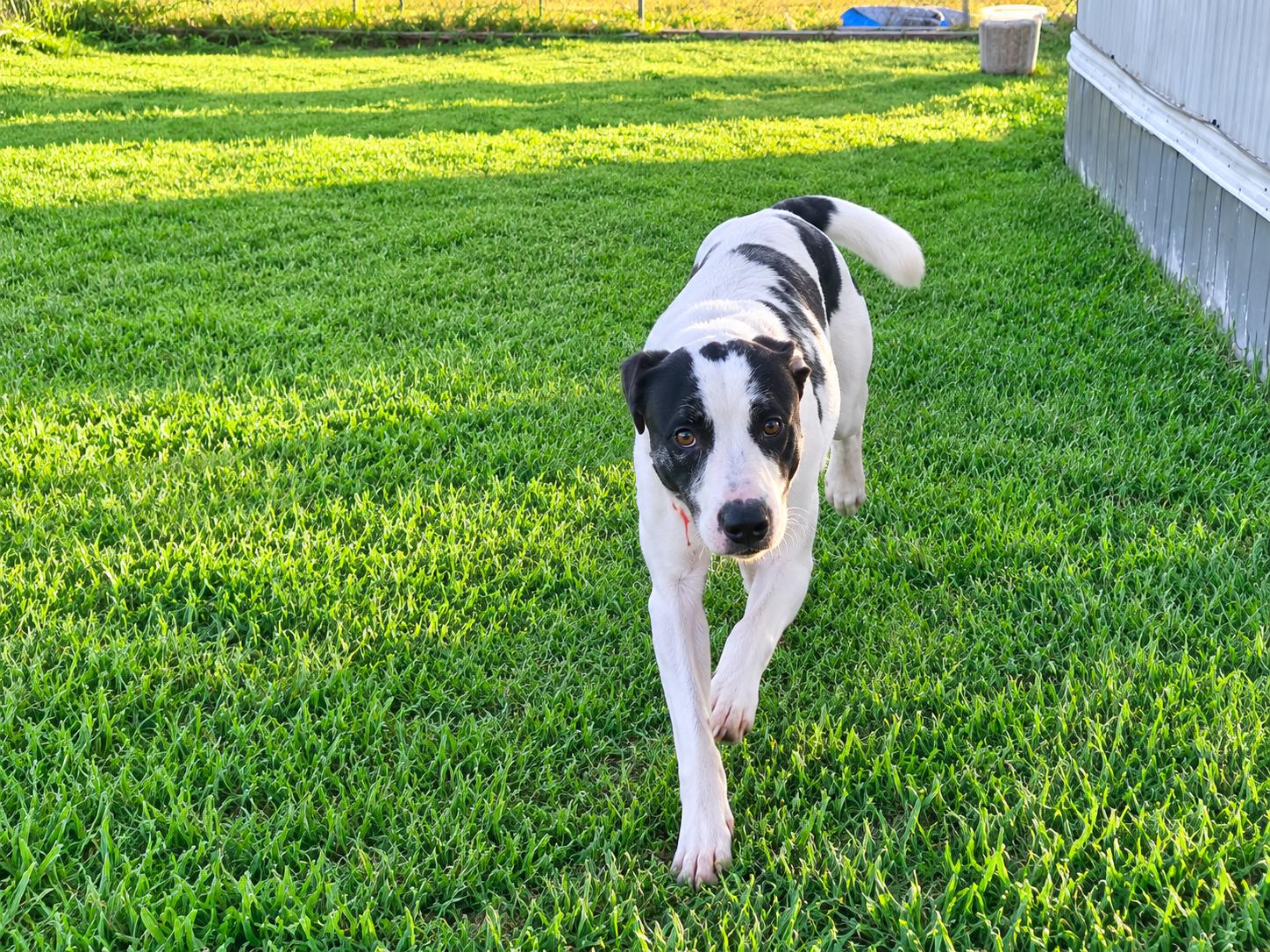 Enlarge Bullet, a ADOPTABLE mixed breed in AMARILLO, TX image 1/1