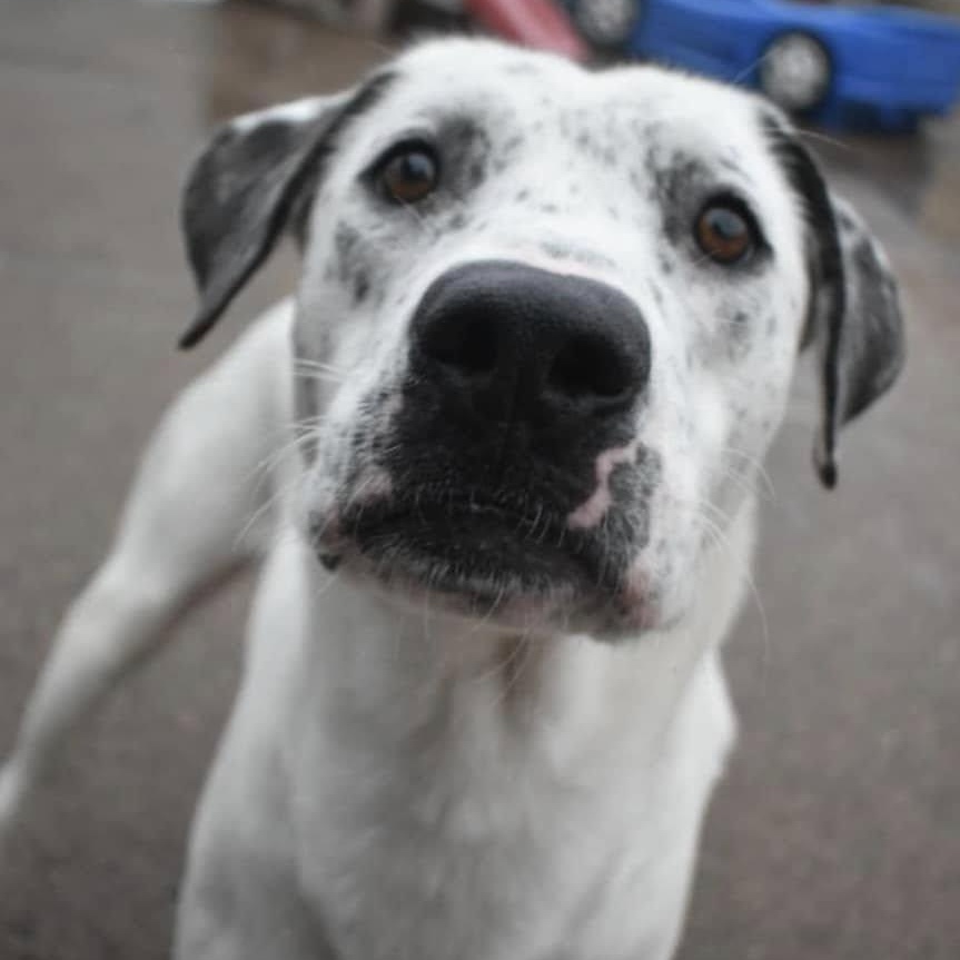 Brandy, a Adoptable Mixed Breed in Penfield, NY image 5/6