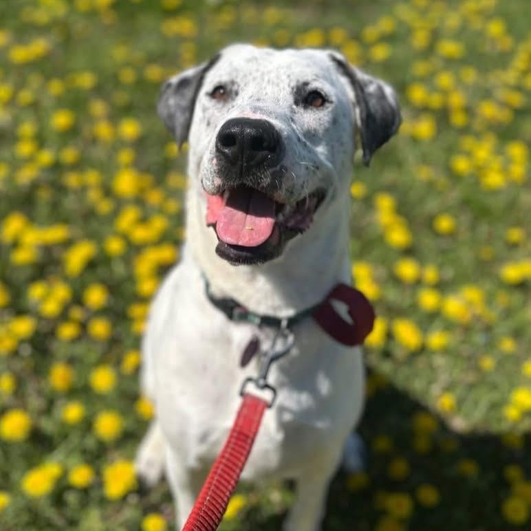 Brandy, Adoptable, Adult Male Mixed Breed.