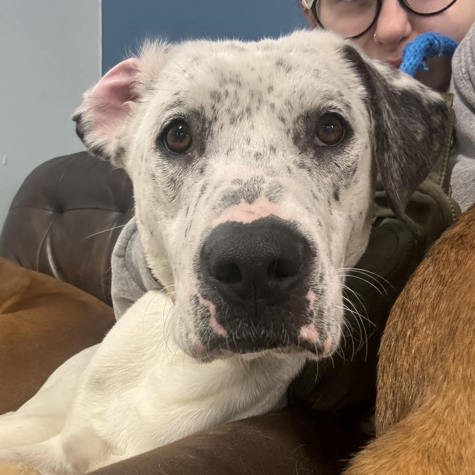 Brandy, a Adoptable Mixed Breed in Penfield, NY image 3/6