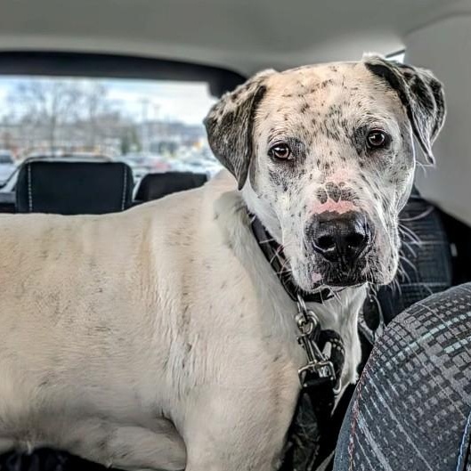 Brandy, Adoptable, Adult Male Mixed Breed.