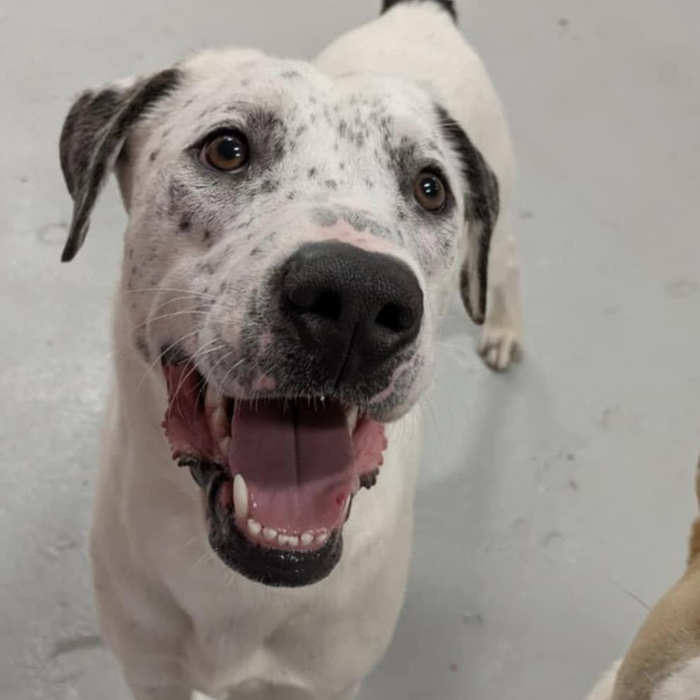 Brandy, a Adoptable Mixed Breed in Penfield, NY image 4/6