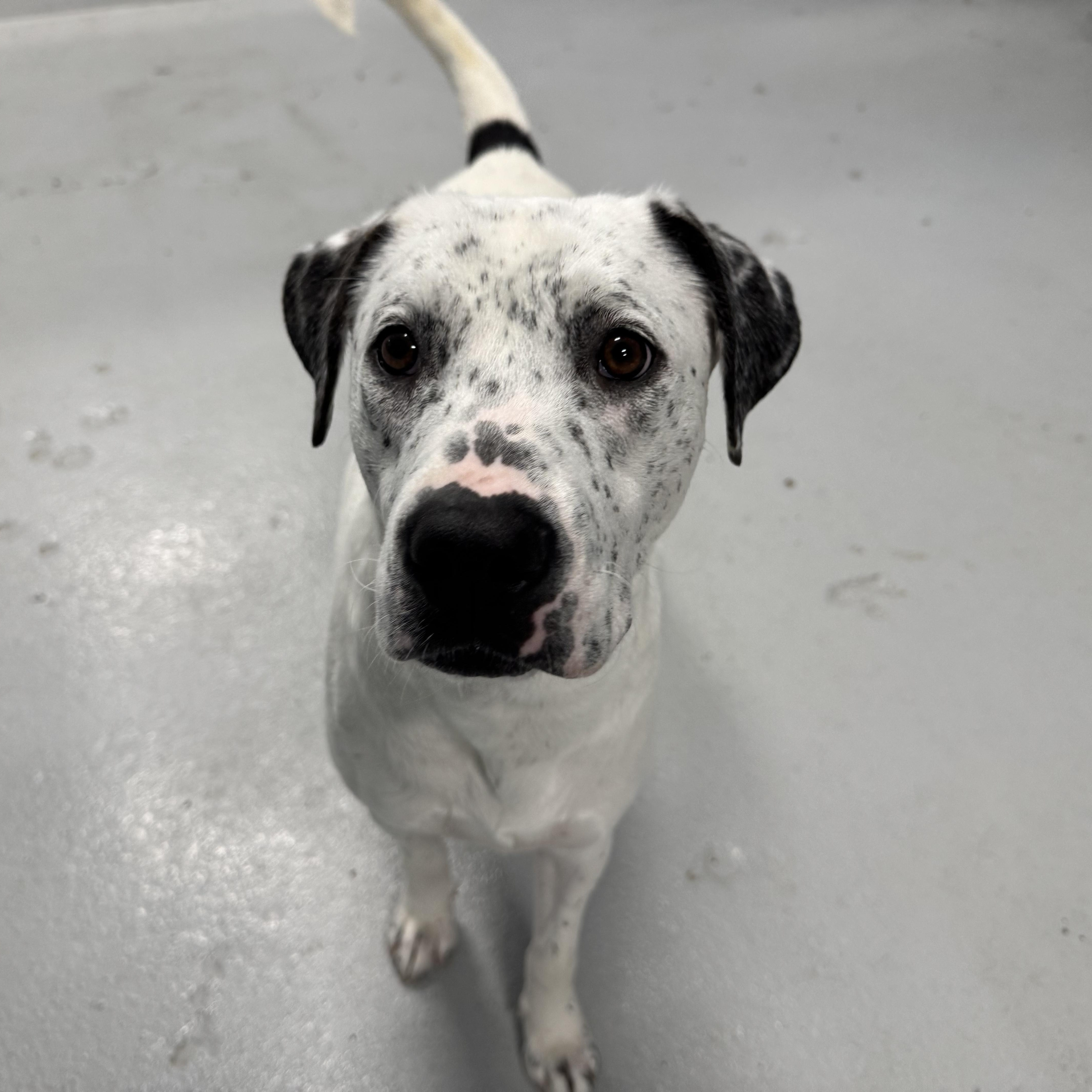 Brandy, Adoptable, Young Male Mixed Breed.