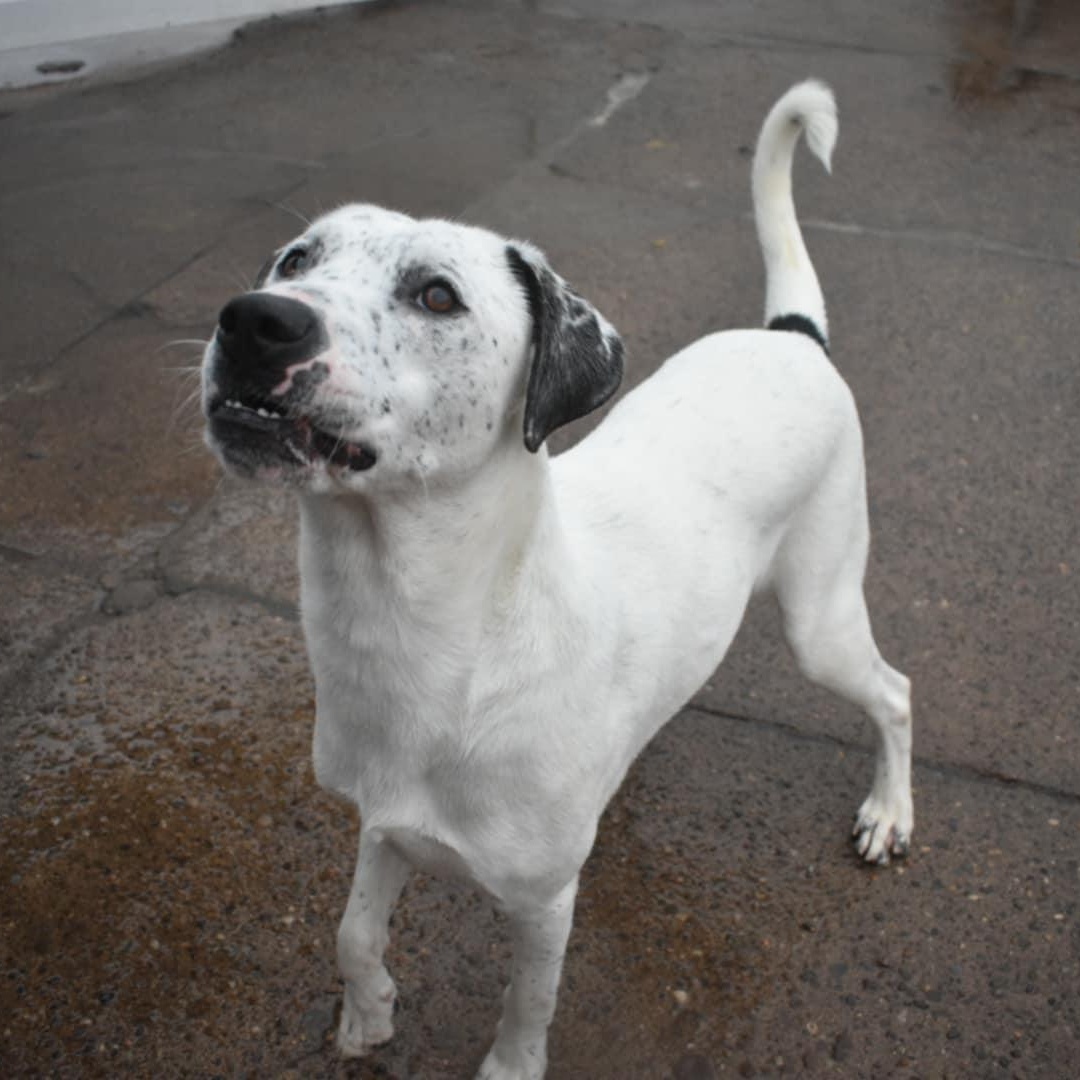 Brandy, a Adoptable Mixed Breed in Penfield, NY image 6/6