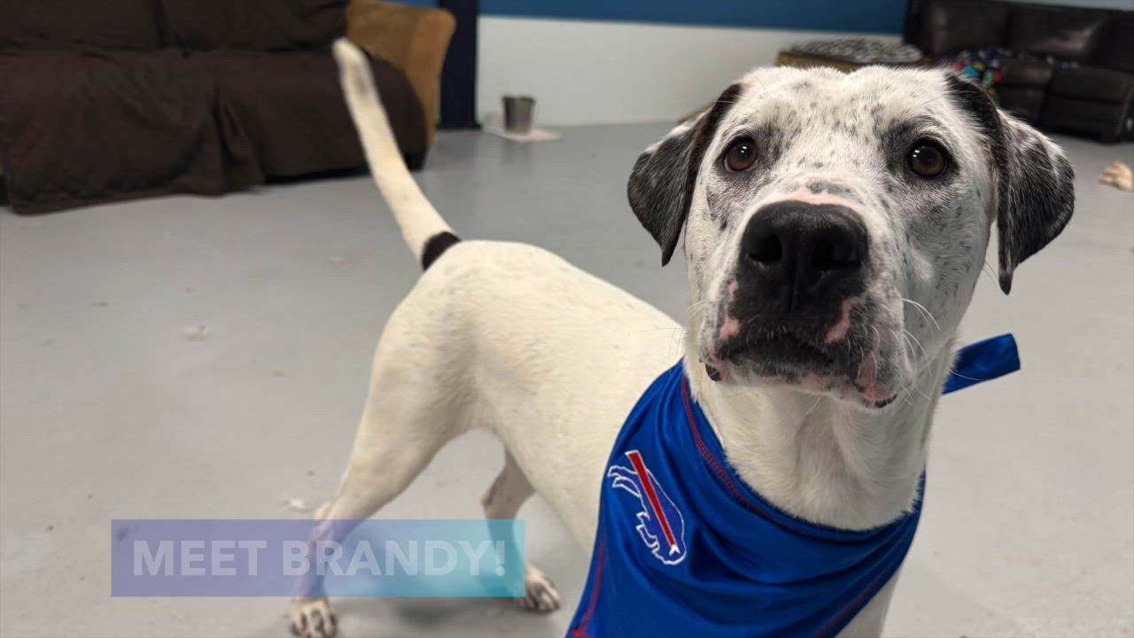Enlarge Brandy, a Adoptable Mixed Breed in Penfield, NY video 2/6