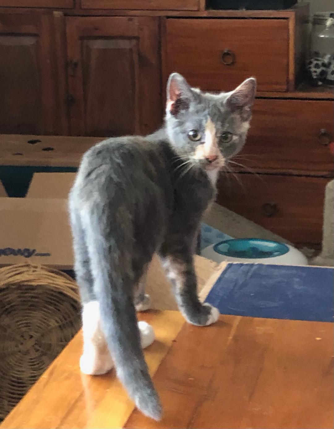 Loamy, an adoptable Dilute Tortoiseshell, Domestic Short Hair in Pasco, WA, 99301 | Photo Image 2