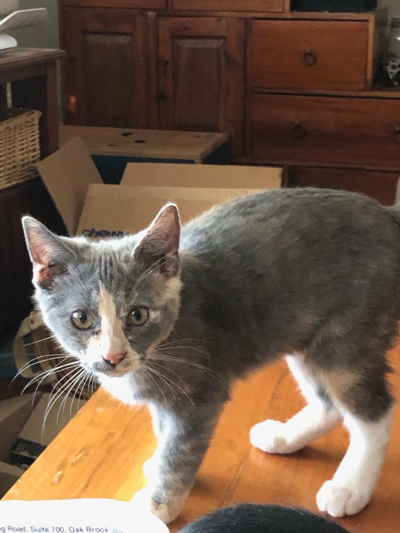 Loamy, an adoptable Dilute Tortoiseshell, Domestic Short Hair in Pasco, WA, 99301 | Photo Image 3