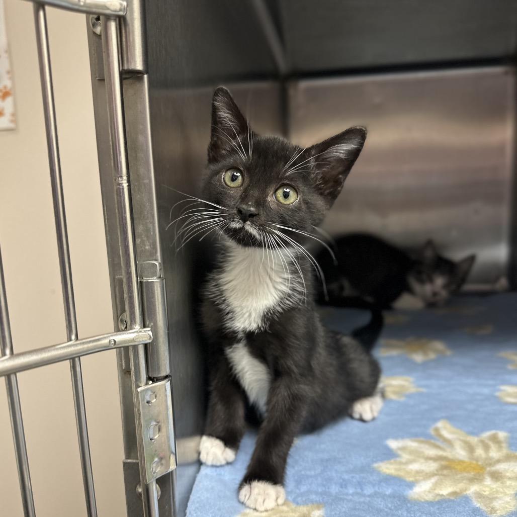 Milkshake, Adoptable, Kitten Female Domestic Short Hair.