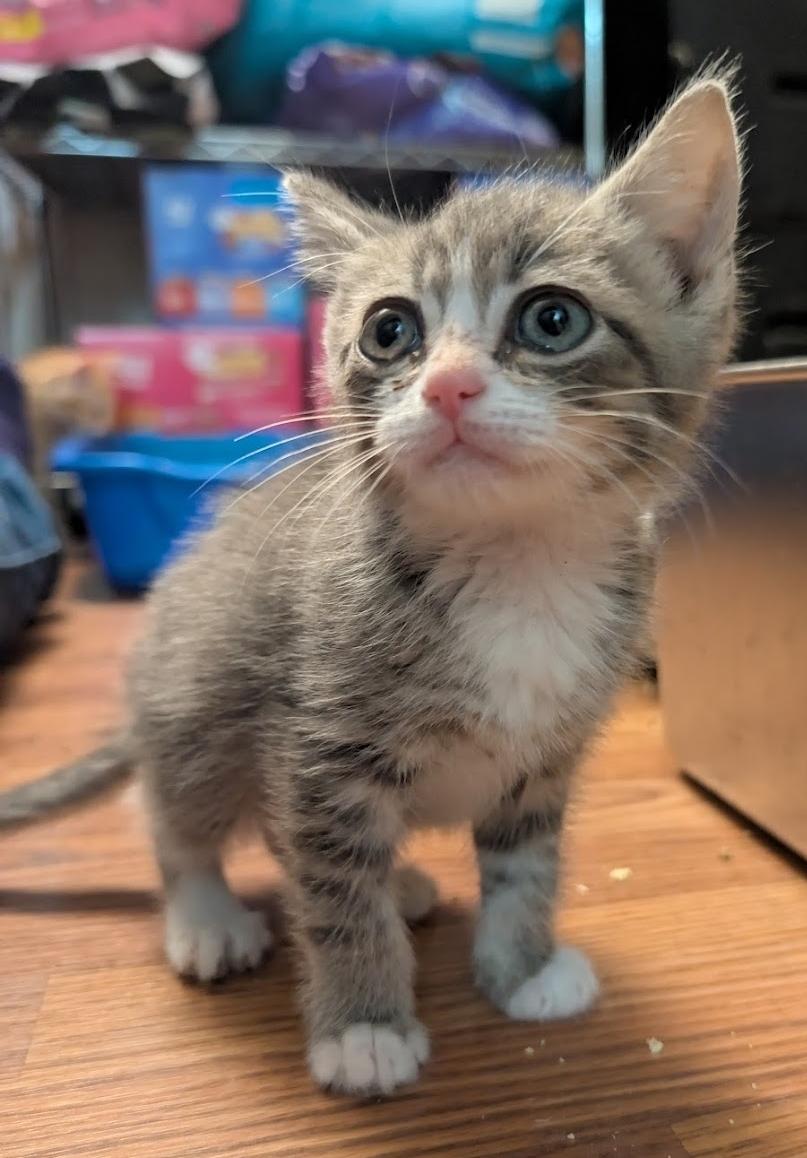 Enlarge Ziggy, a ADOPTABLE Tabby in Granite Falls, NC image 3/6