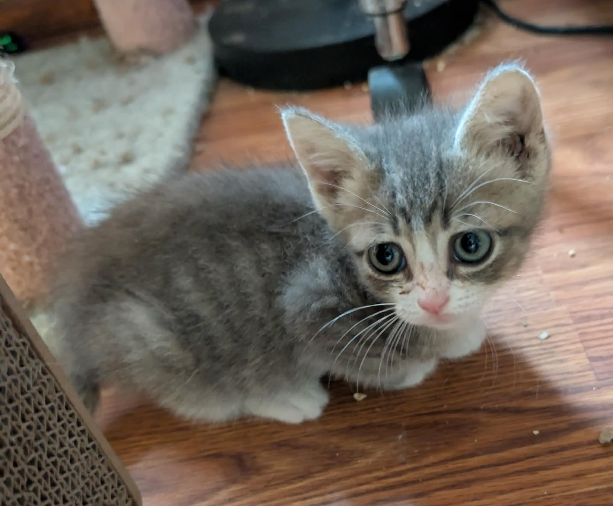 Enlarge Ziggy, a ADOPTABLE Tabby in Granite Falls, NC image 2/6