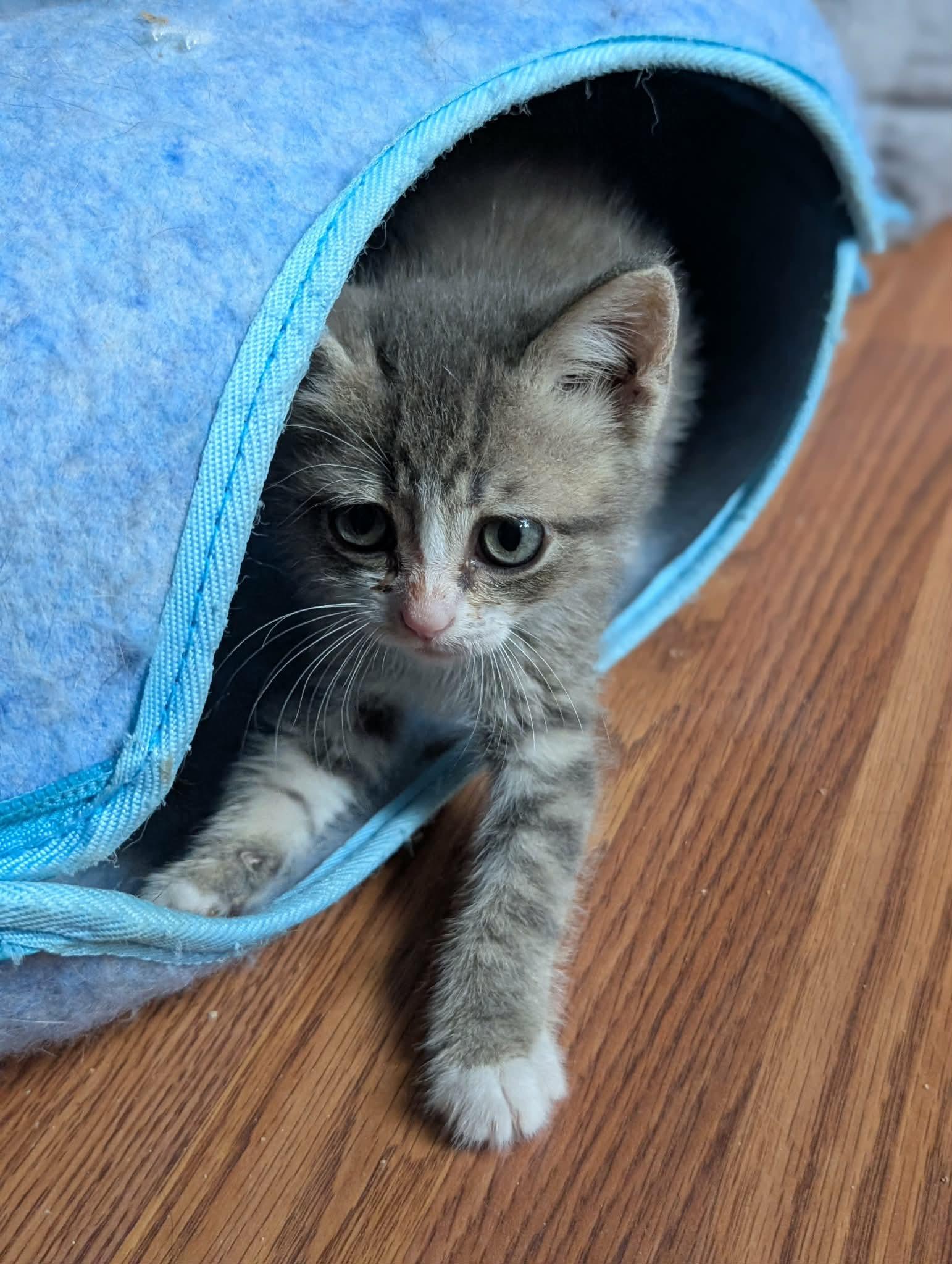 Enlarge Ziggy, a ADOPTABLE Tabby in Granite Falls, NC image 6/6