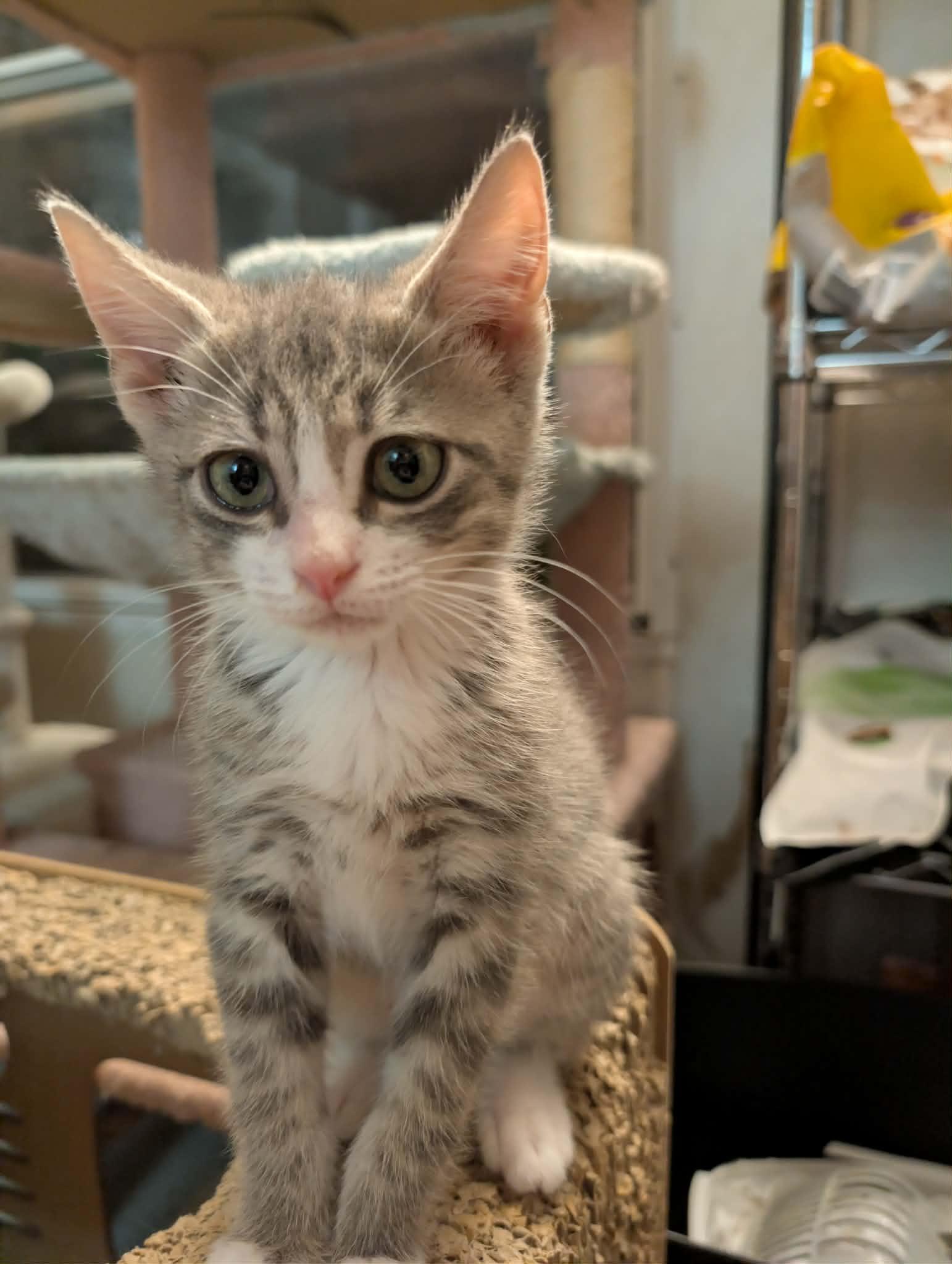 Enlarge Ziggy, a ADOPTABLE Tabby in Granite Falls, NC image 5/6