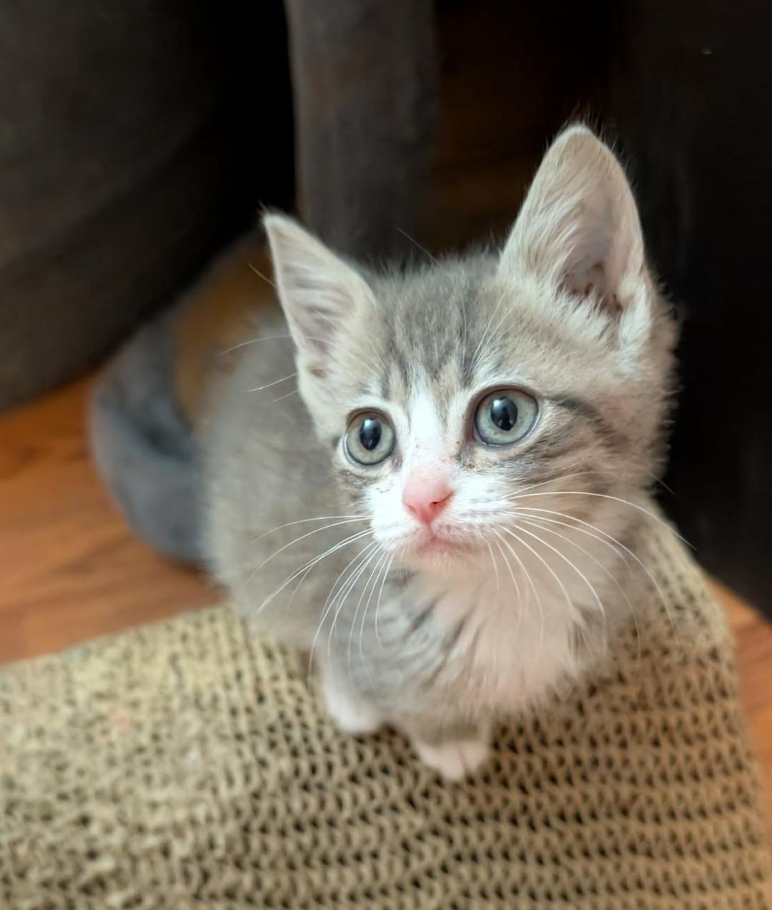 Ziggy, ADOPTABLE, Kitten Male Tabby.