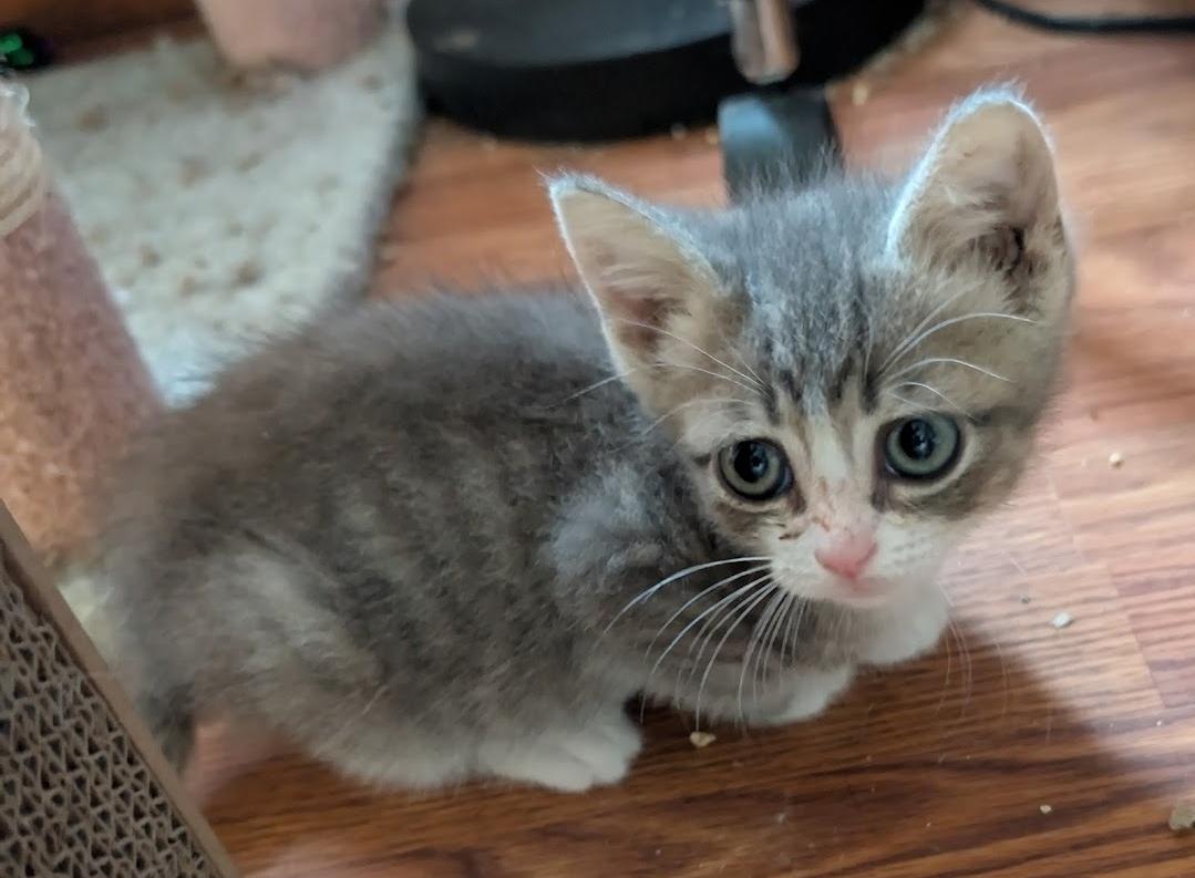 Enlarge Ziggy, a ADOPTABLE Tabby in Granite Falls, NC image 4/6