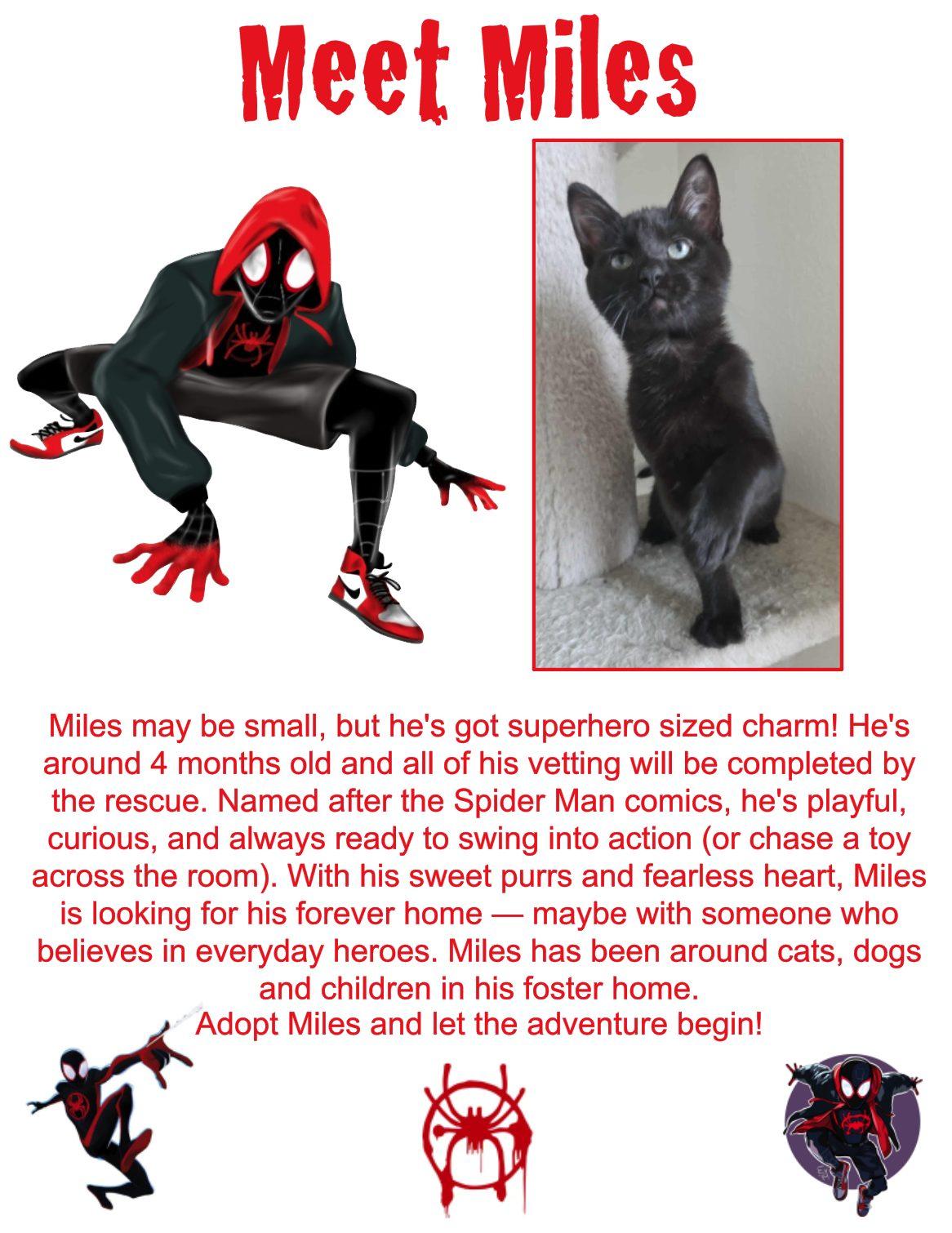 Miles, an adoptable Domestic Short Hair in Clovis, NM, 88101 | Photo Image 1