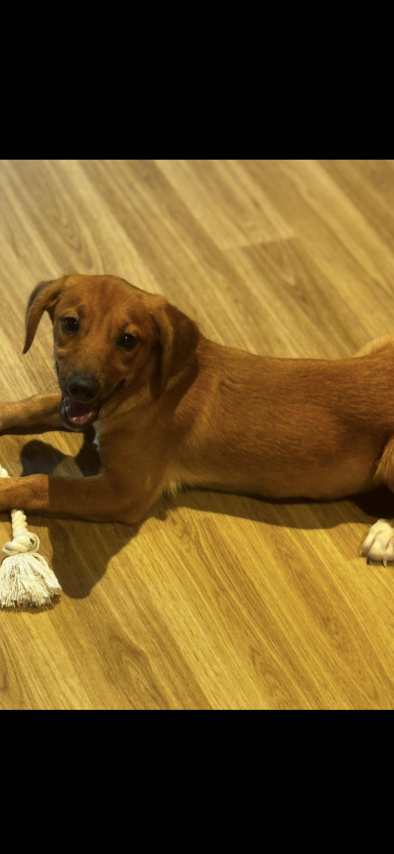 Miley, ADOPTABLE, Puppy Female Mixed Breed.