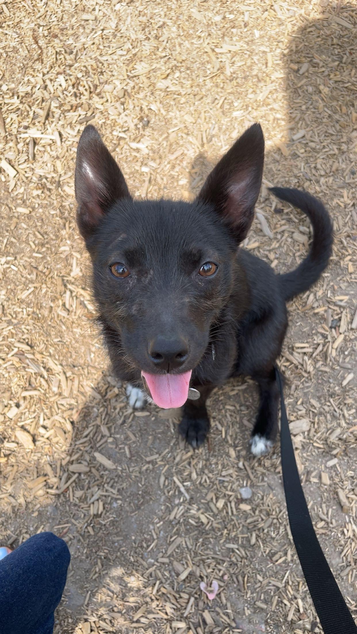 Somi, Adopted, Adult Female Mixed Breed.