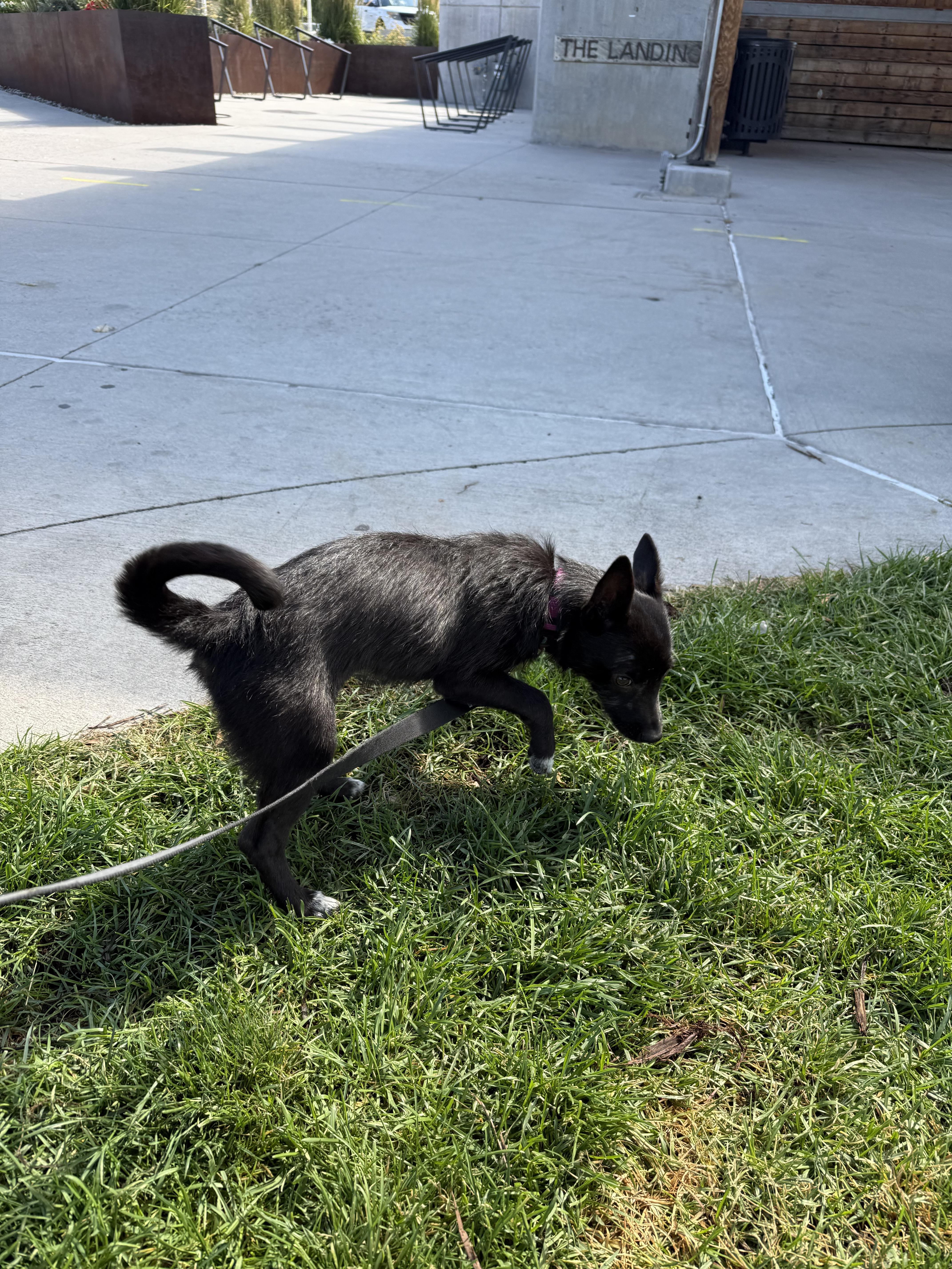 Somi, a Adopted Mixed Breed in Parker, CO image 2/5
