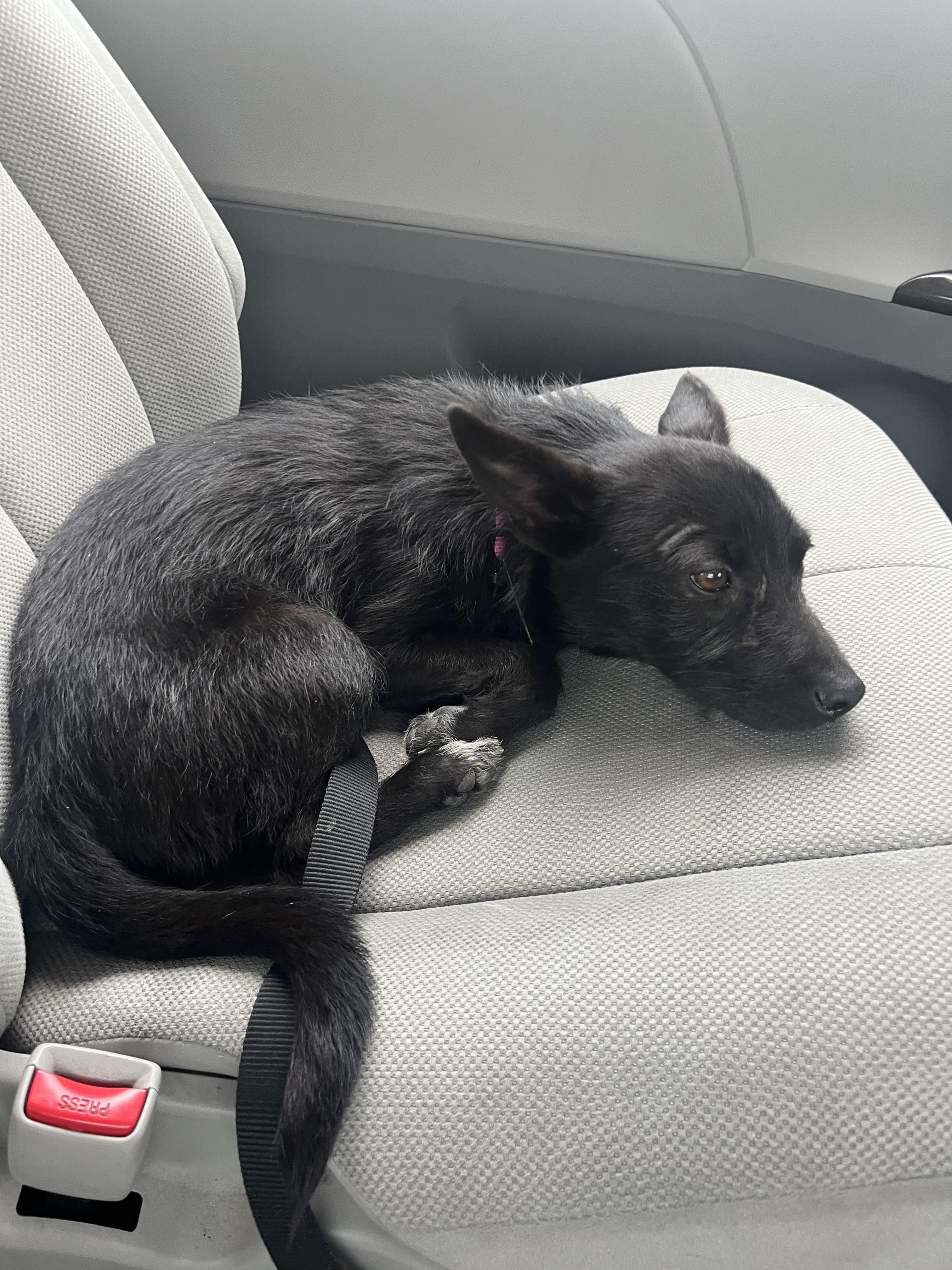 Somi, a Adopted Mixed Breed in Parker, CO image 3/5