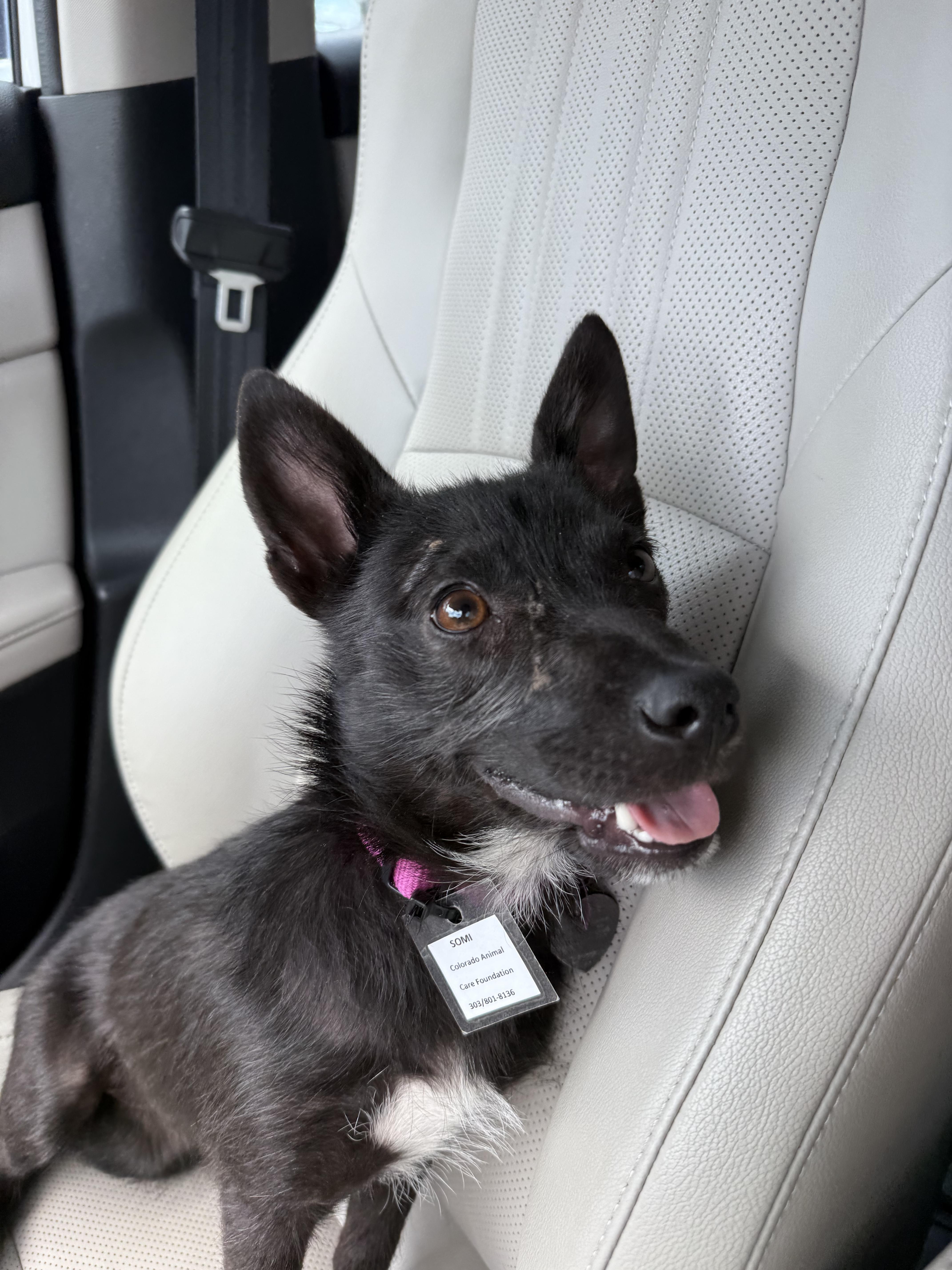 Somi, a Adopted Mixed Breed in Parker, CO image 4/5