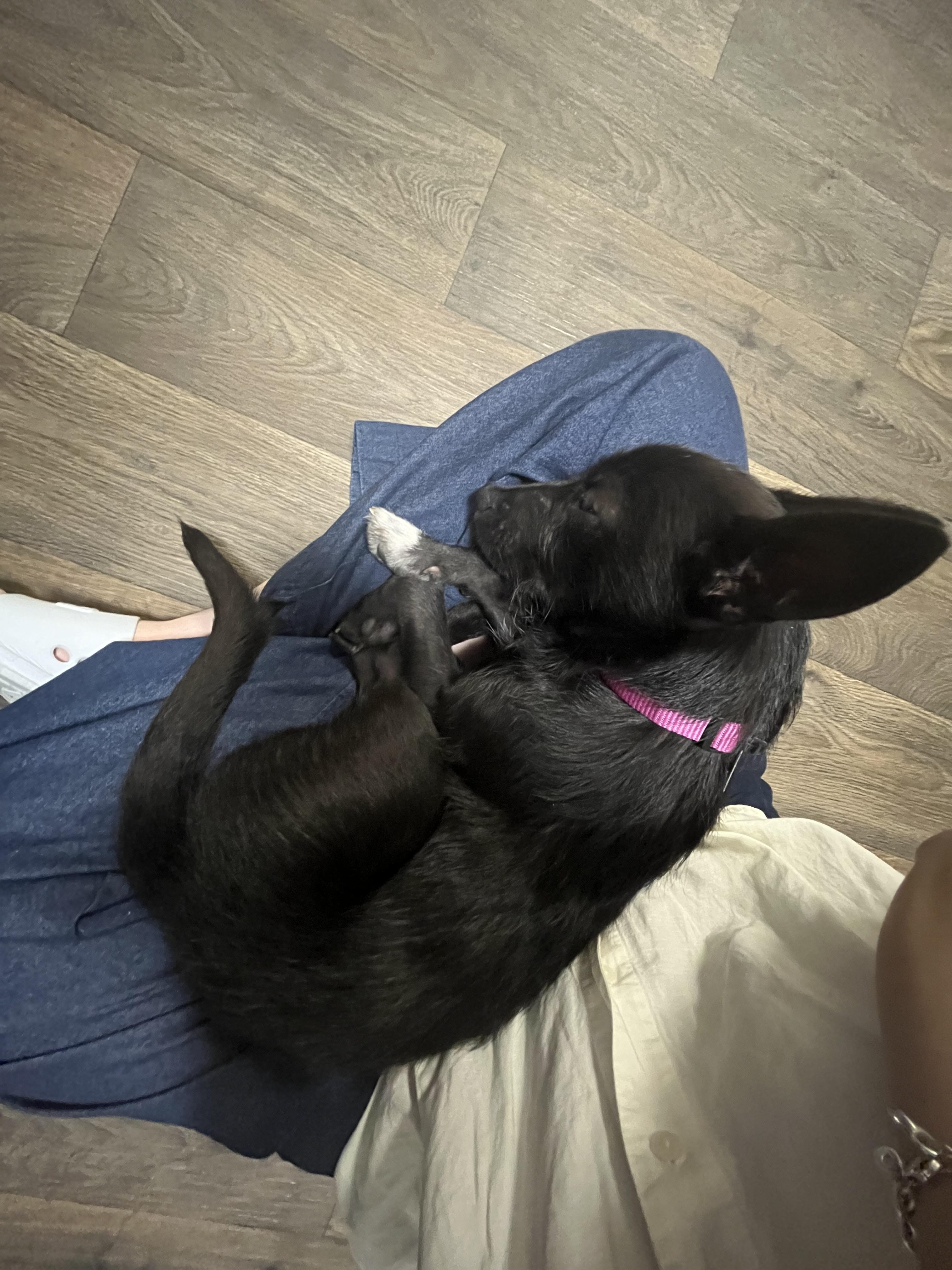 Somi, a Adopted Mixed Breed in Parker, CO image 5/5