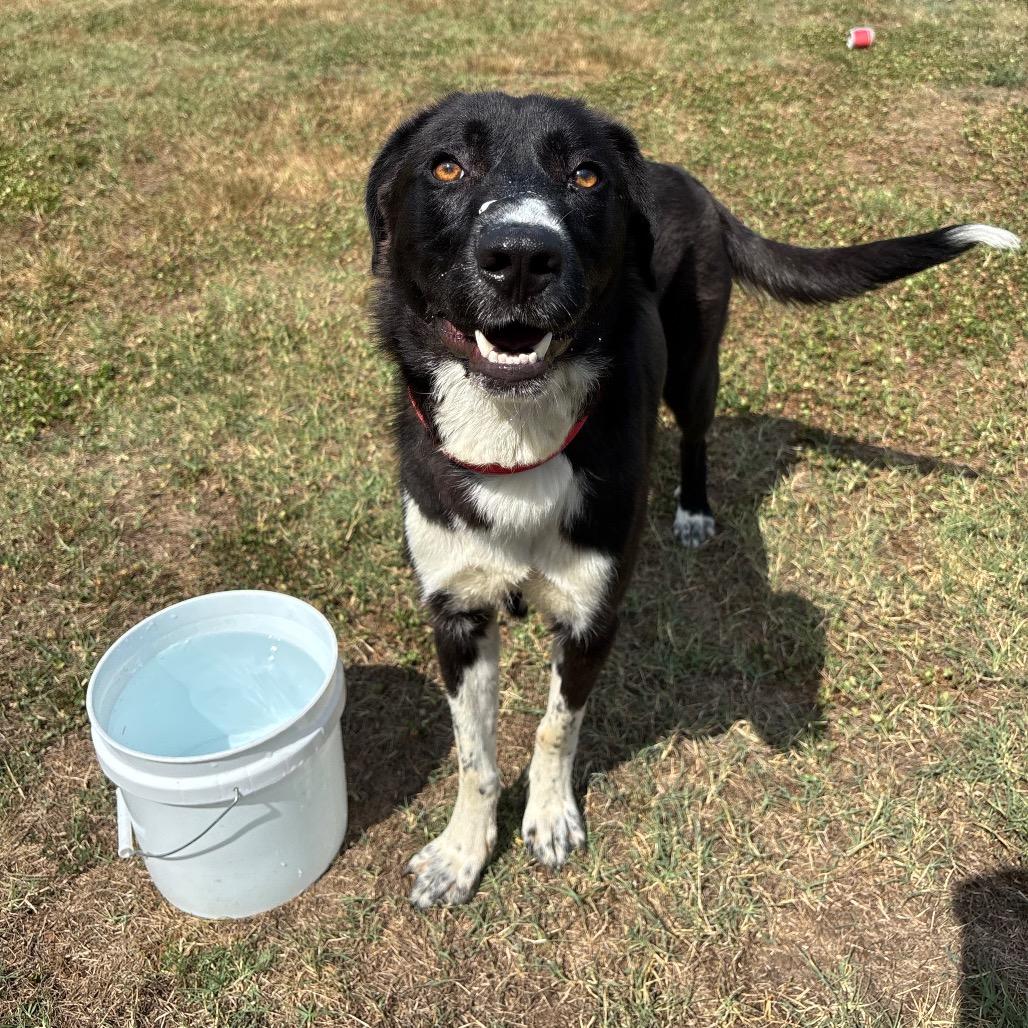 Billie, a Adoptable mixed breed in Roxboro, NC image 2/6