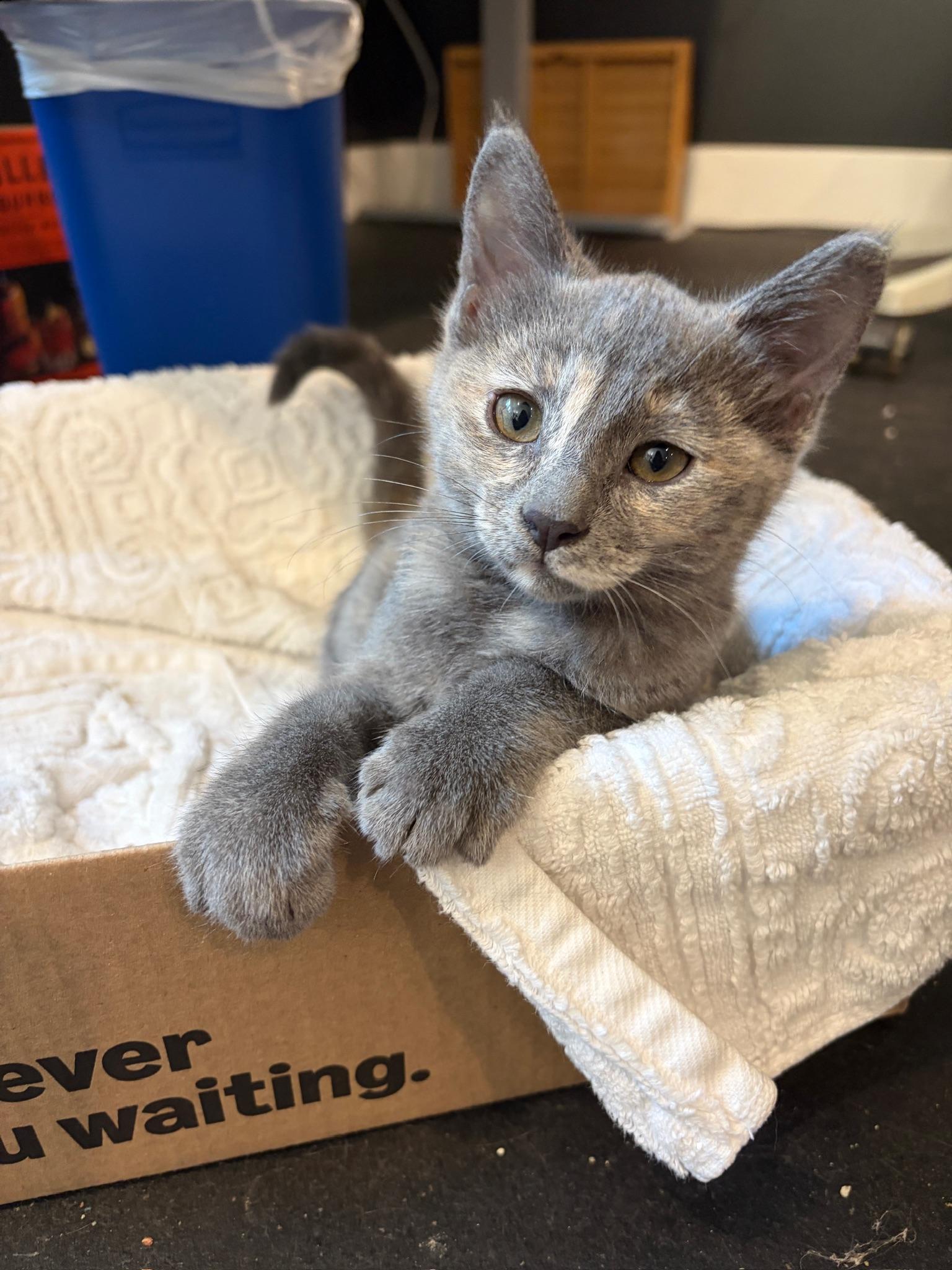 Ghost, a ADOPTABLE Dilute Tortoiseshell in Woodinville, WA image 4/6
