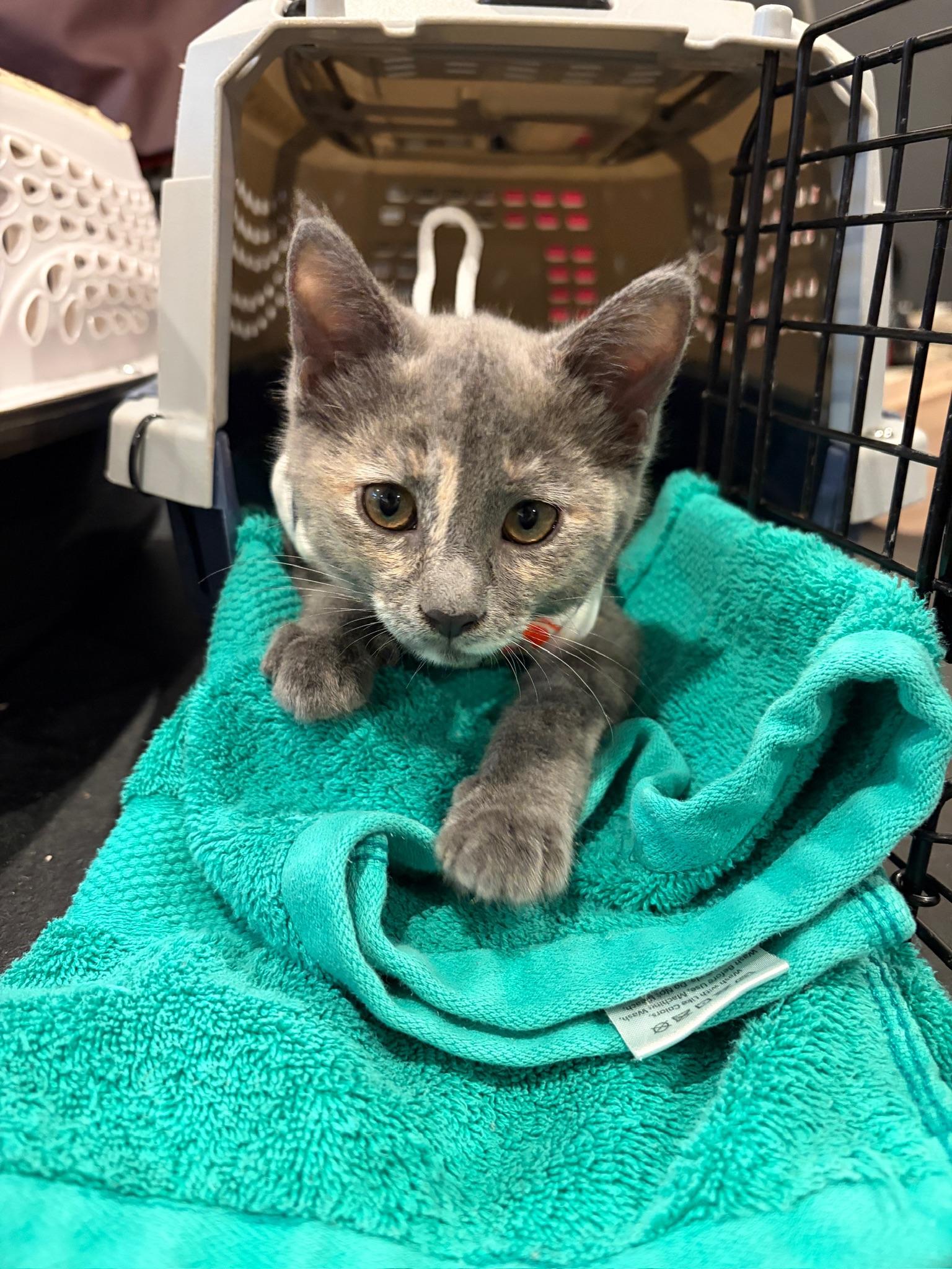 Ghost, a ADOPTABLE Dilute Tortoiseshell in Woodinville, WA image 6/6