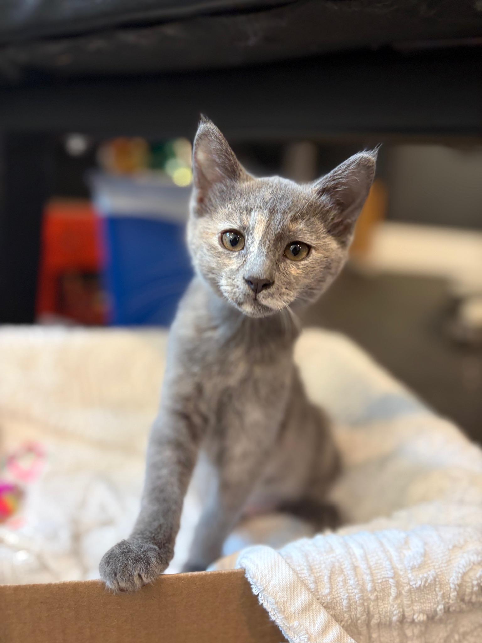 Ghost, a ADOPTABLE Dilute Tortoiseshell in Woodinville, WA image 3/6