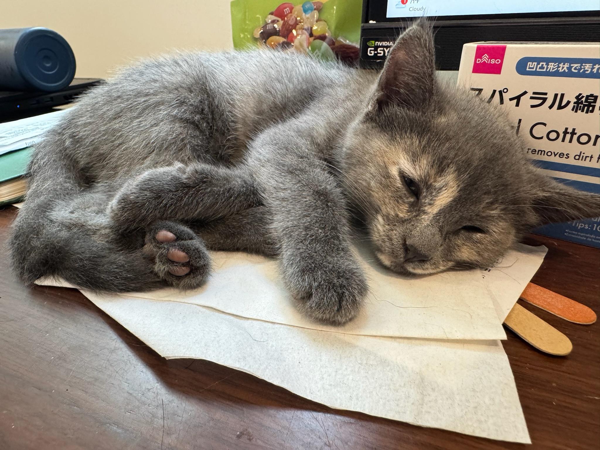 Ghost, a ADOPTABLE Dilute Tortoiseshell in Woodinville, WA image 5/6