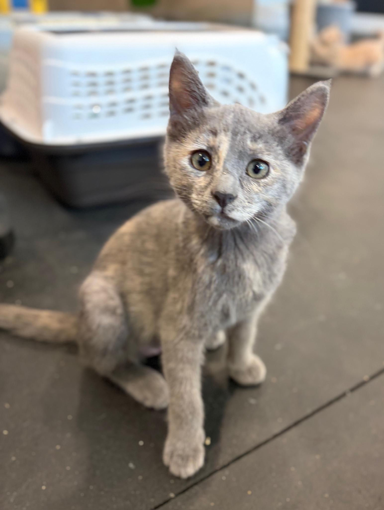Ghost, ADOPTABLE, Kitten Female Dilute Tortoiseshell.