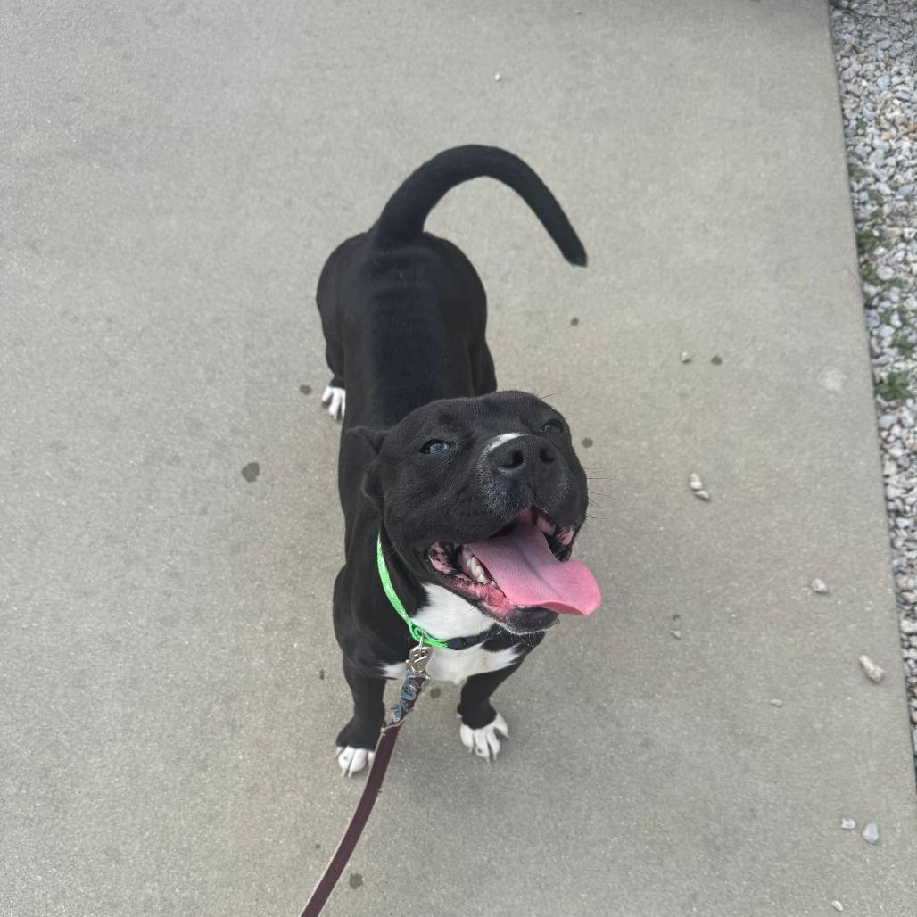 Duck, Adoptable, Young Male Pit Bull Terrier.