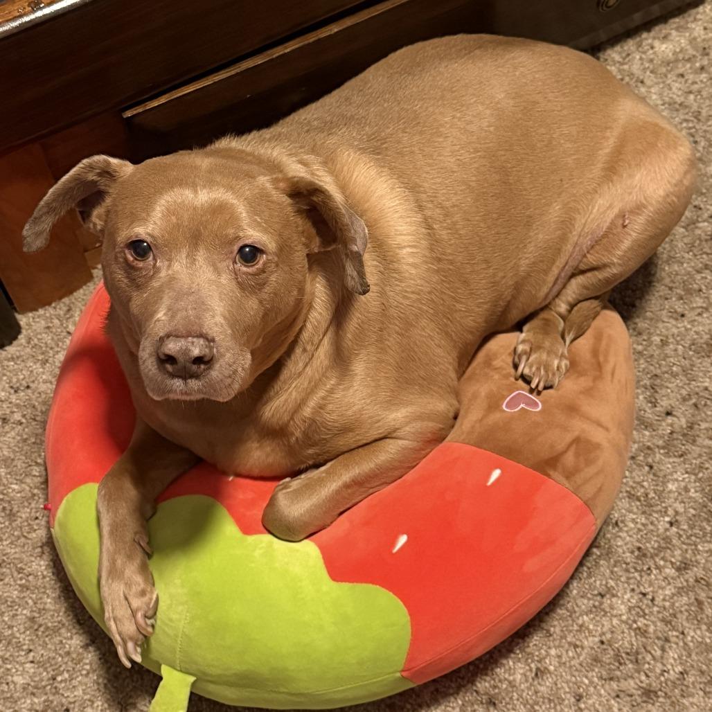 Cash, Adoptable, Senior Male Vizsla & Terrier.