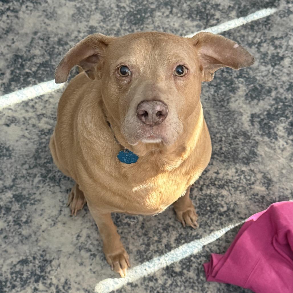 Enlarge Cash, a Adoptable mixed breed in Marion, IA image 3/4