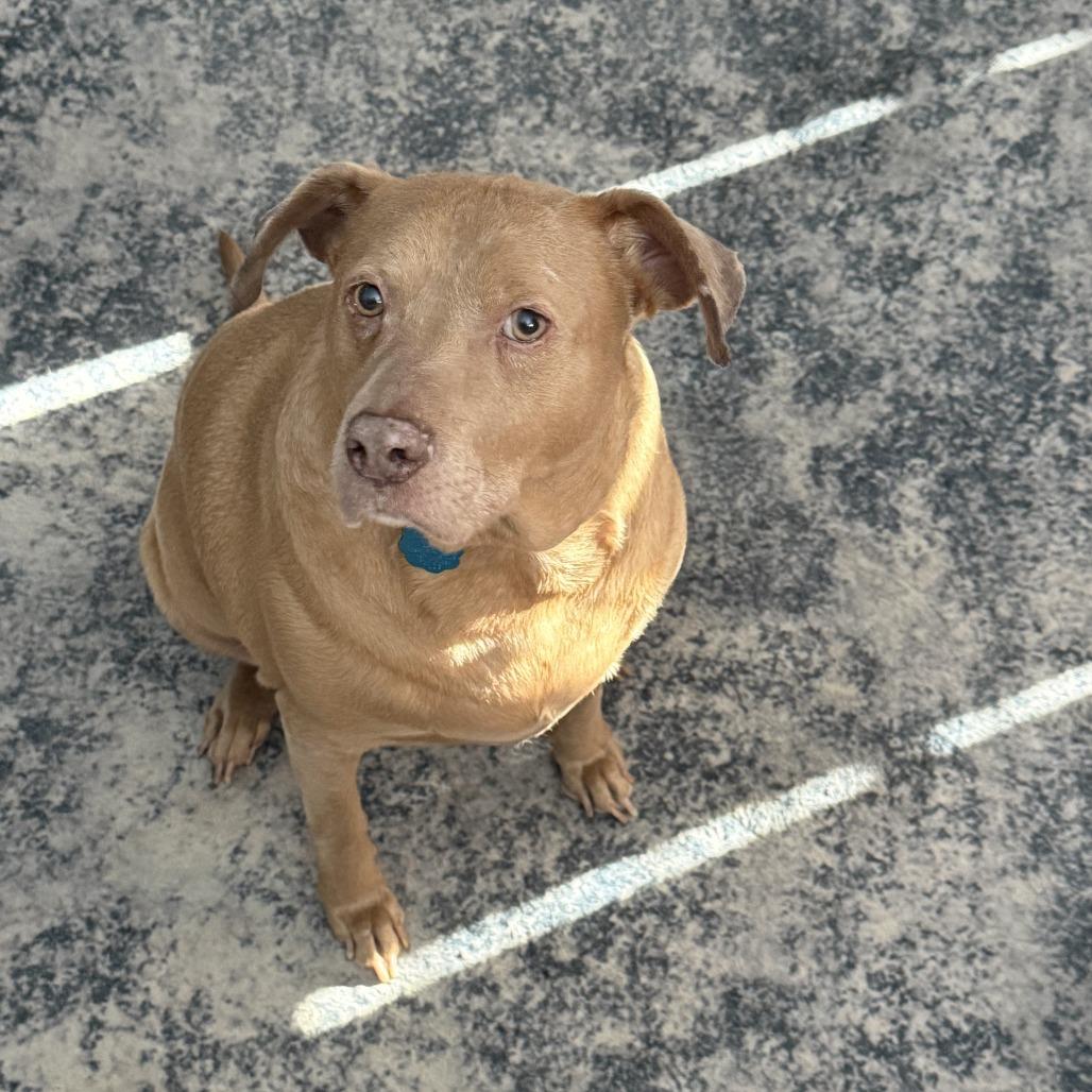 Enlarge Cash, a Adoptable mixed breed in Marion, IA image 4/4