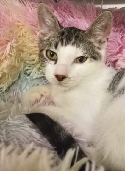Capone, an adopted Domestic Short Hair Mix in Waupaca, WI_image-1