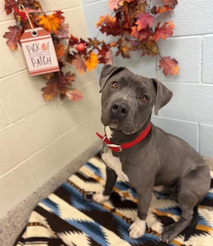 VINNIE, Adoptable, Young Male Pit Bull Terrier.
