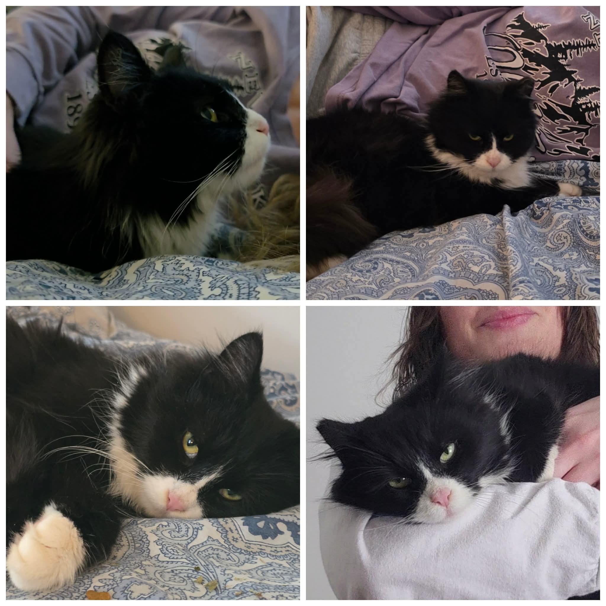 Enlarge Hot Dog, a ADOPTABLE Domestic Long Hair in New Hartford, NY image 2/2