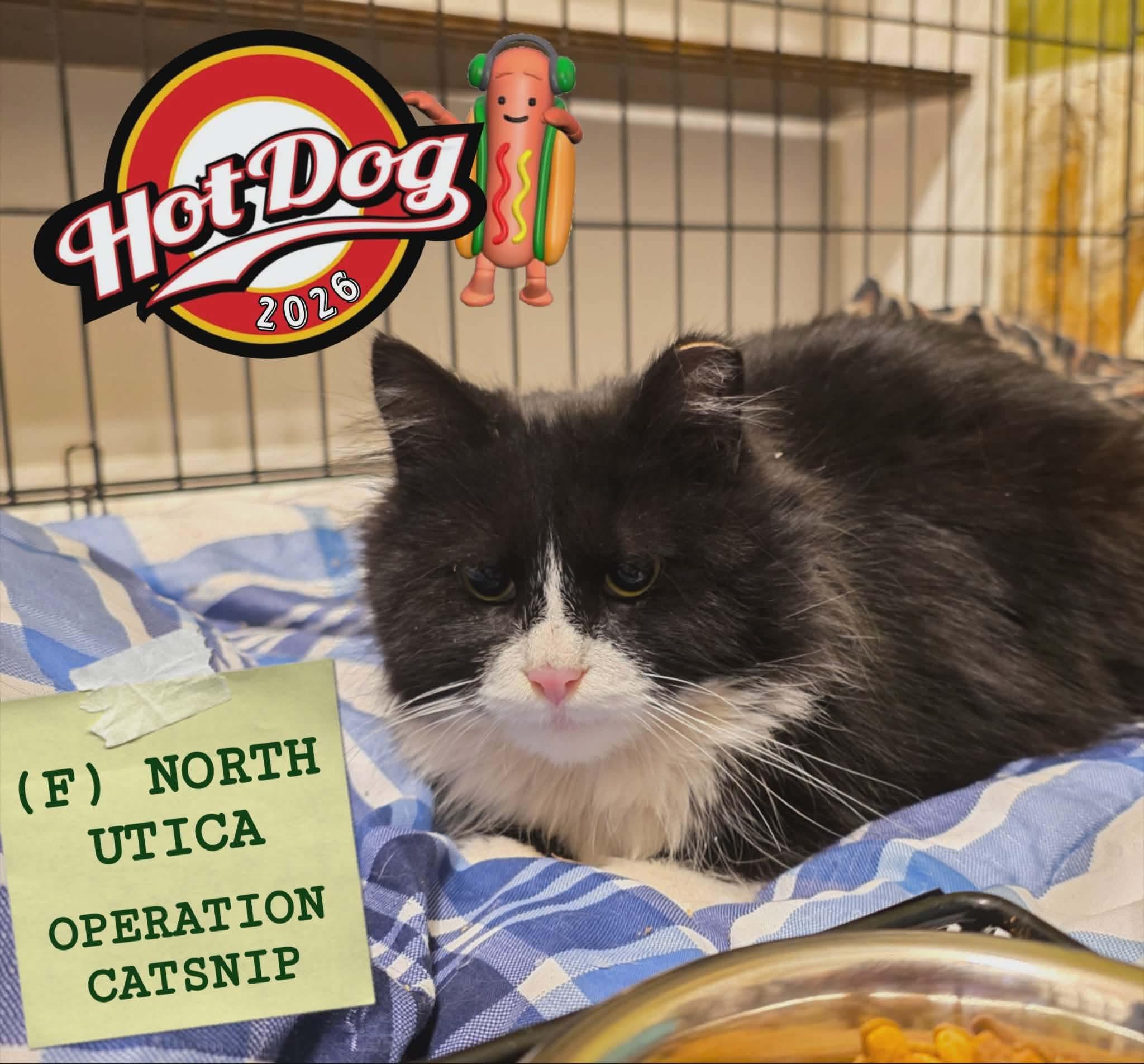 Enlarge Hot Dog, a ADOPTABLE Domestic Long Hair in New Hartford, NY image 1/2