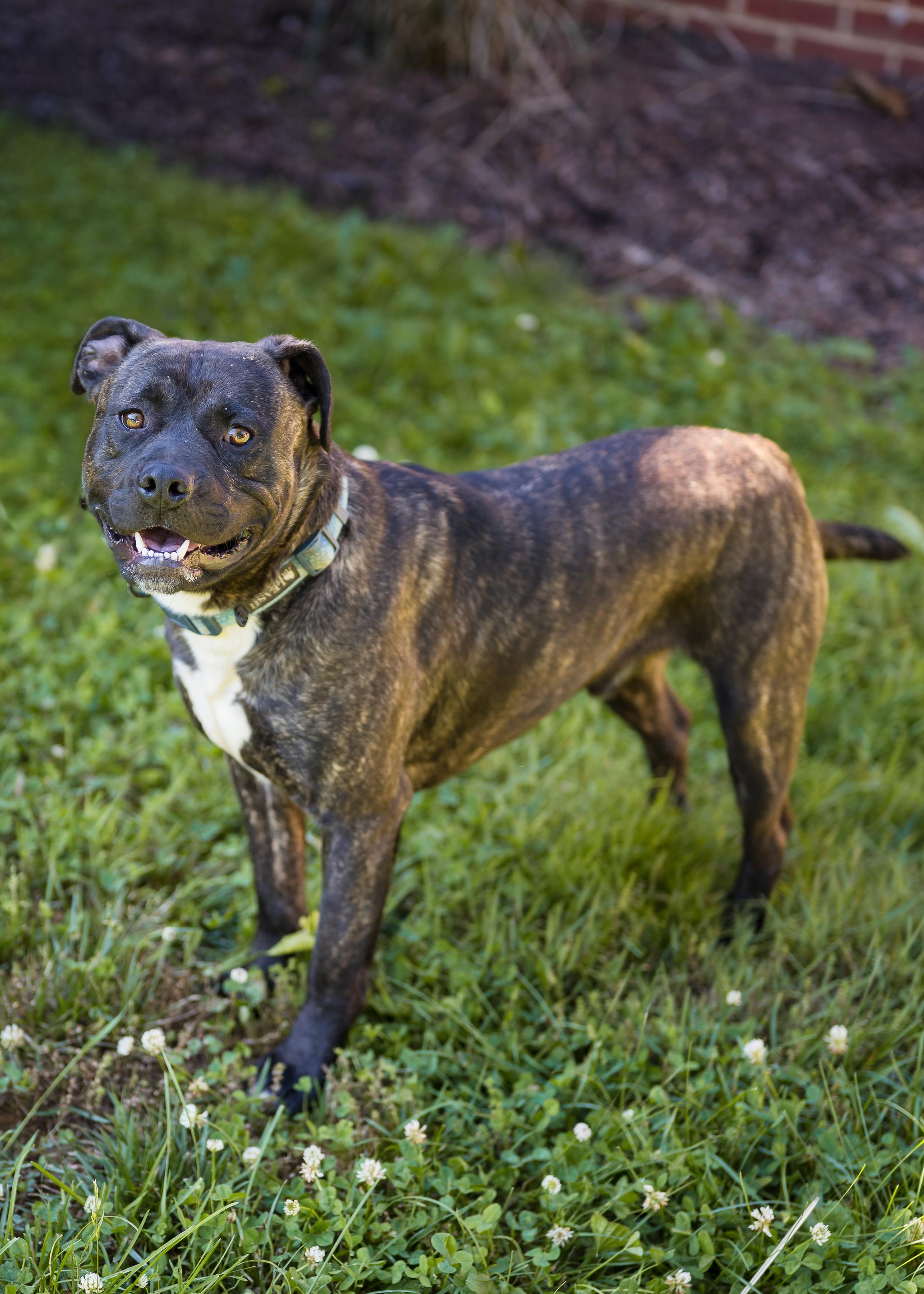 Enlarge Tink & Tank (Bonded Pair), a ADOPTABLE Mixed Breed in Berryville, VA image 3/5