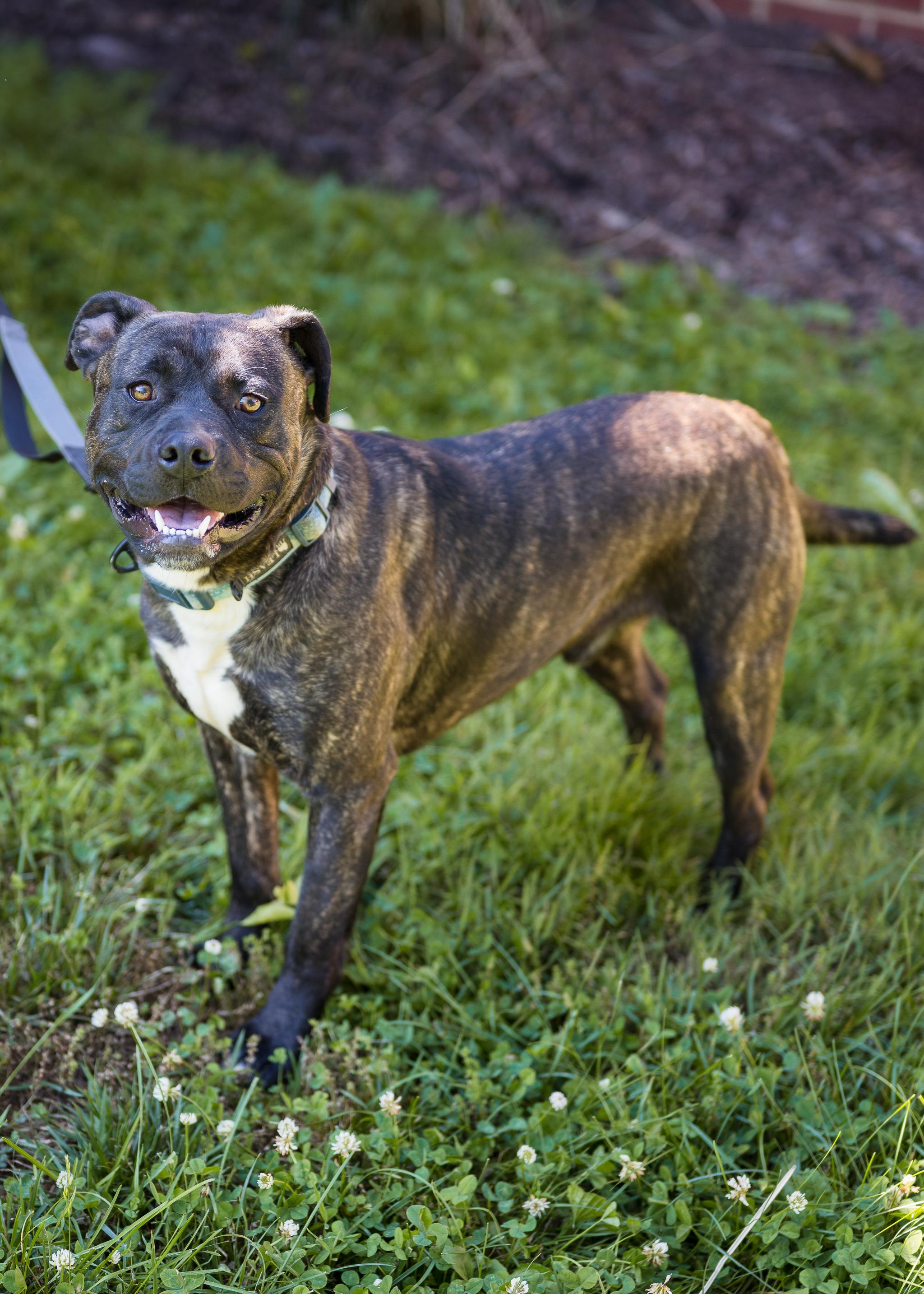 Enlarge Tink & Tank (Bonded Pair), a ADOPTABLE Mixed Breed in Berryville, VA image 2/5