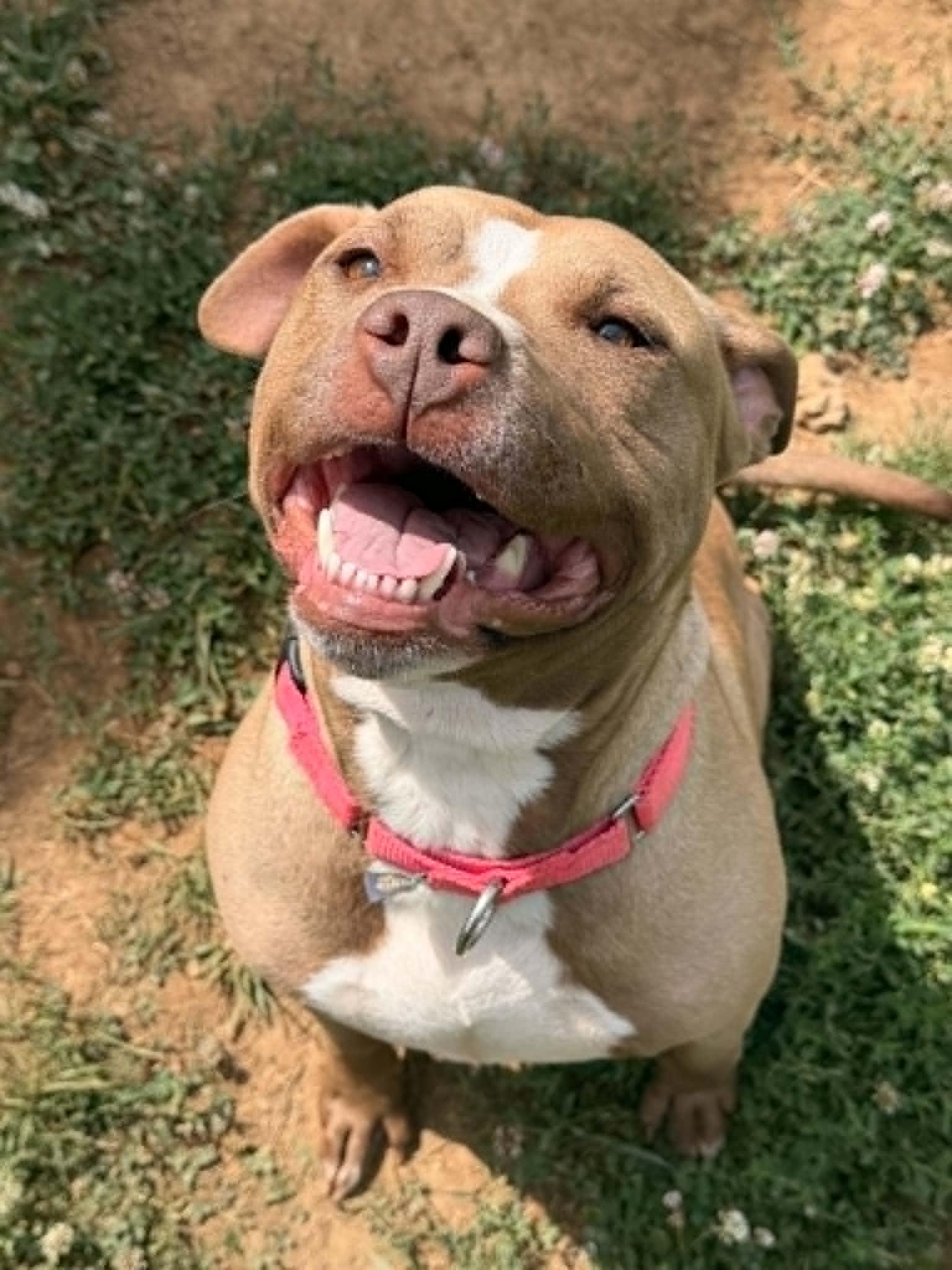 Enlarge Tink & Tank (Bonded Pair), a ADOPTABLE Mixed Breed in Berryville, VA image 5/5