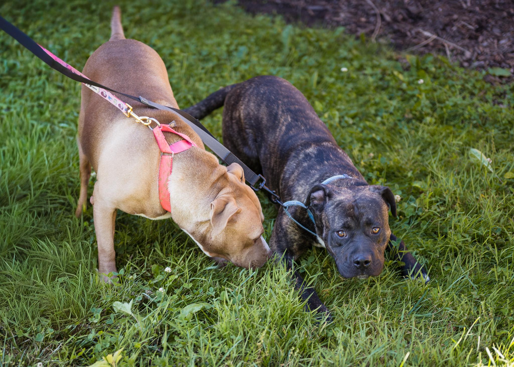 Enlarge Tink & Tank (Bonded Pair), a ADOPTABLE Mixed Breed in Berryville, VA image 4/5