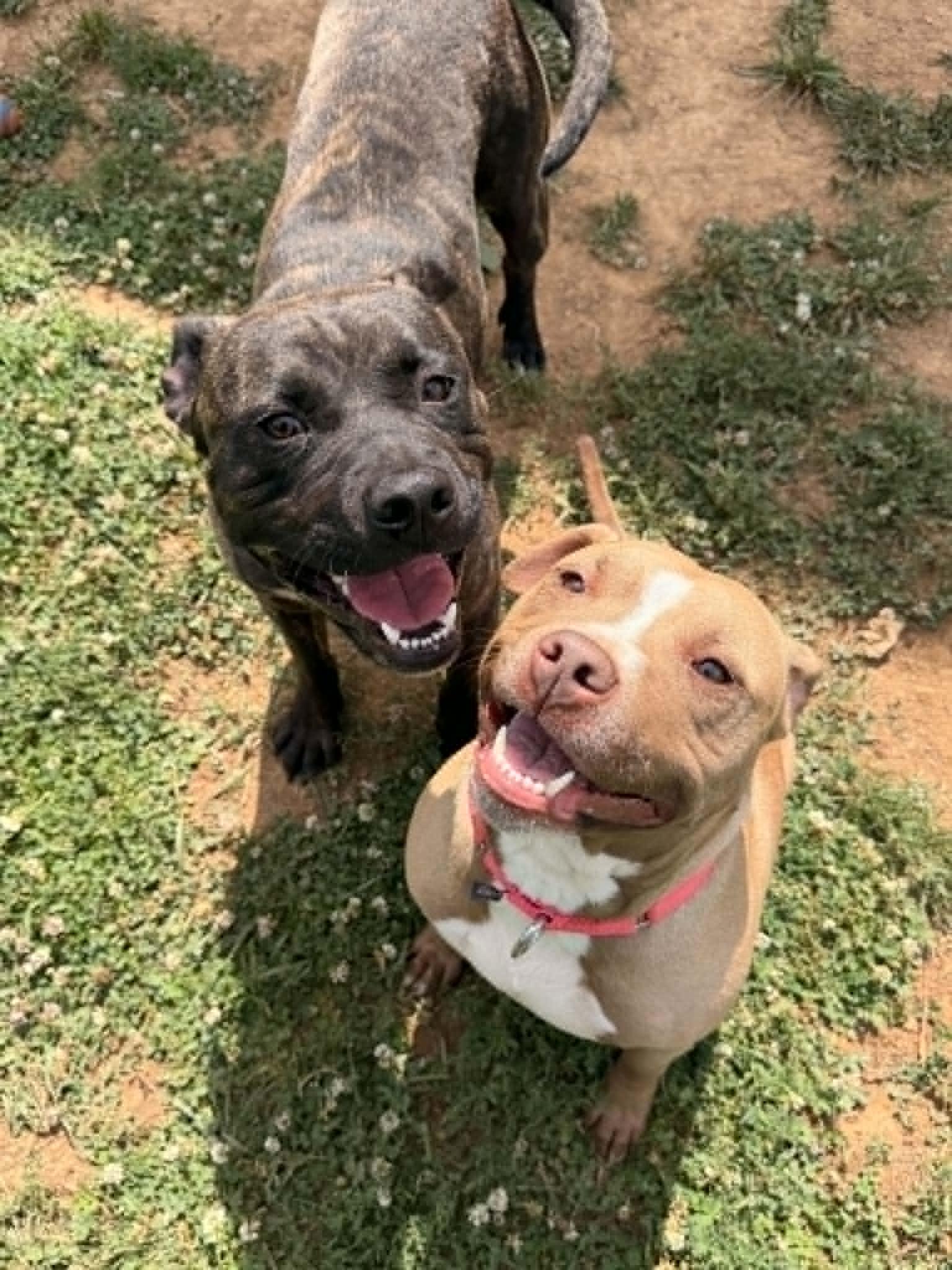 Tink & Tank (Bonded Pair), ADOPTABLE, Adult Male Mixed Breed.