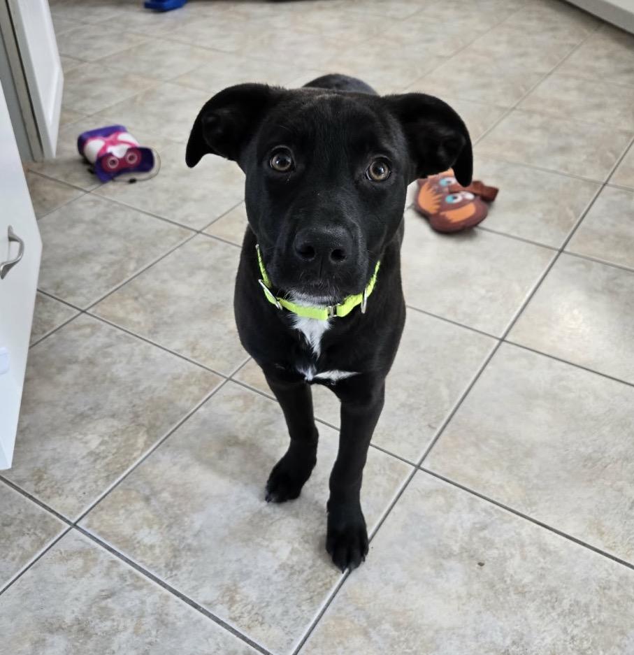 Enlarge Bentley, an adopted mixed breed in Pembroke, MA image 1/5